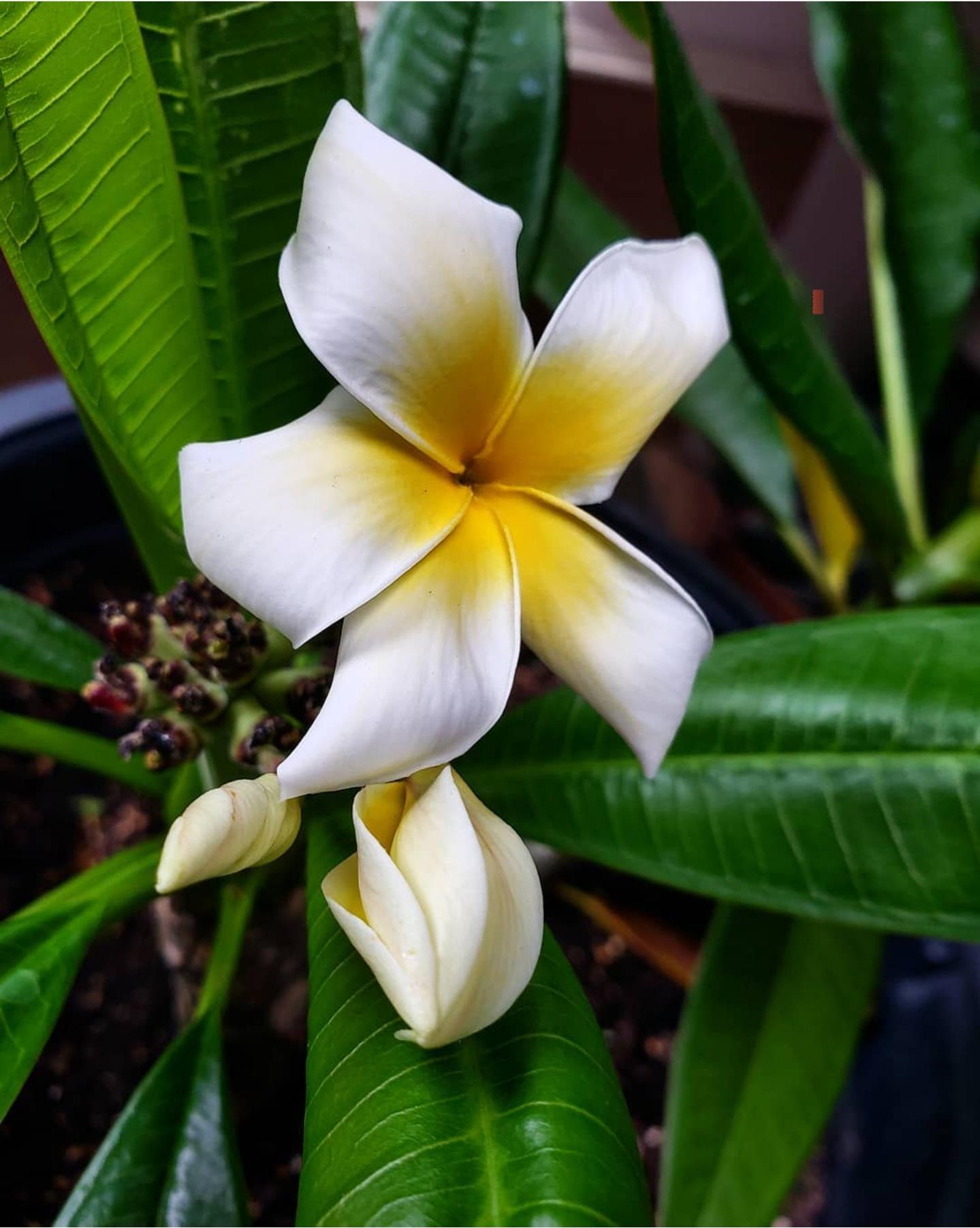 A fragrant white Plumeria 🥰 r/Plumeria