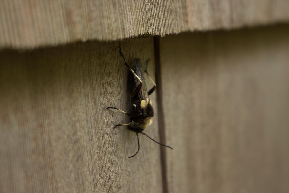 [Oregon coast] Is this a queen bee? r/whatsthisbug