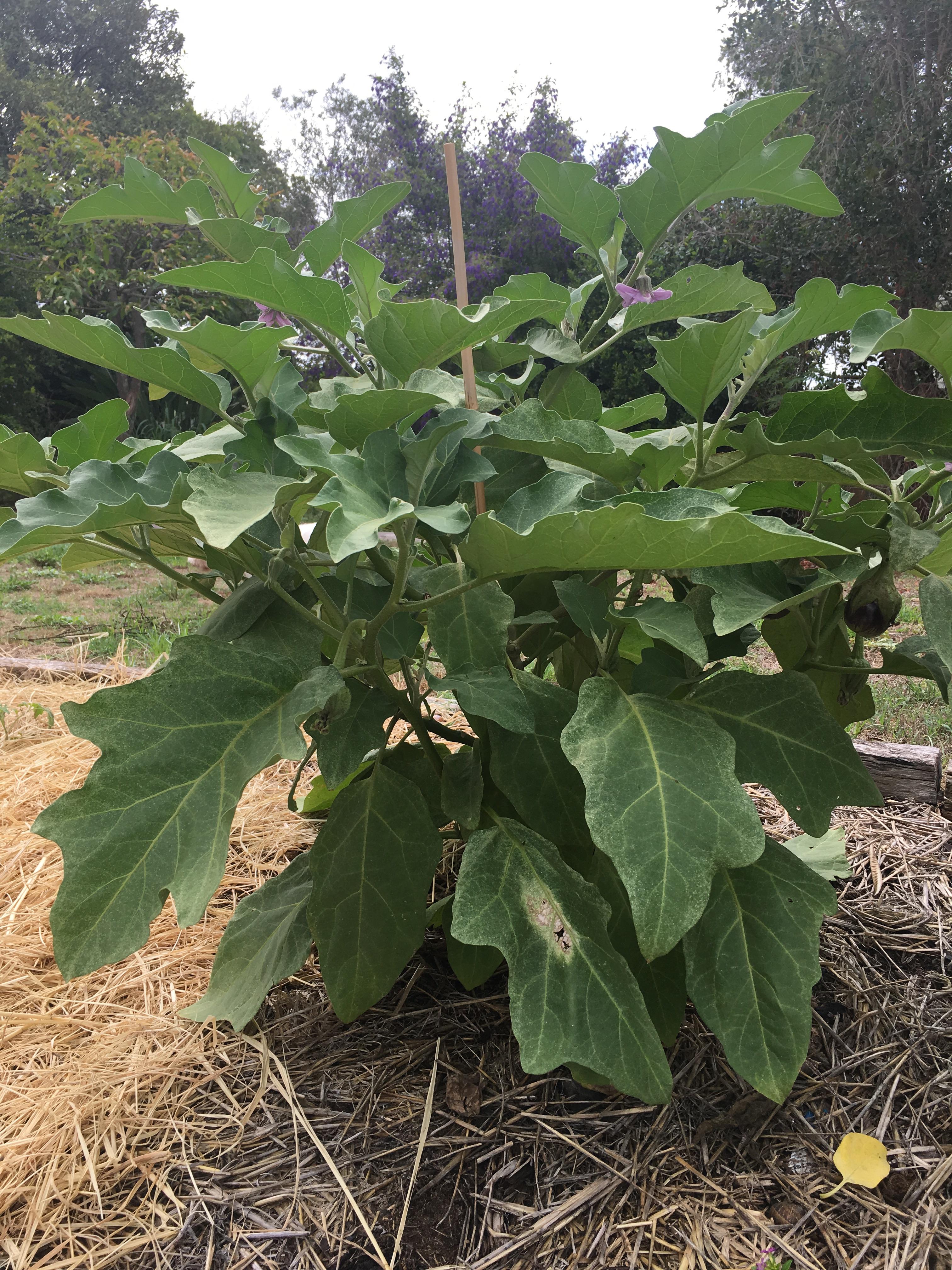 I see alot of 10cm eggplant bushes with their first eggplants. This is