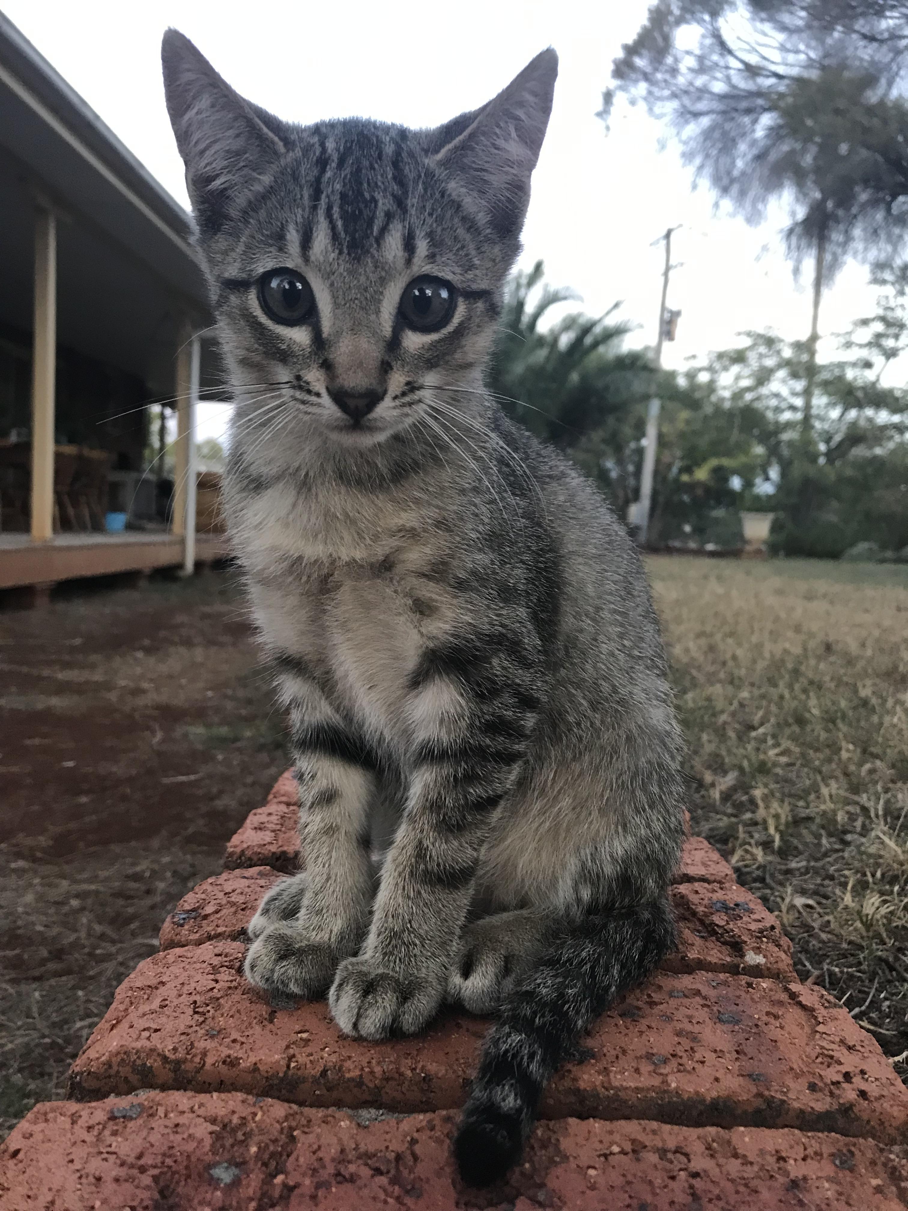 This stray kitten at home finally allowed me to get close enough to take a nice picture. r/aww