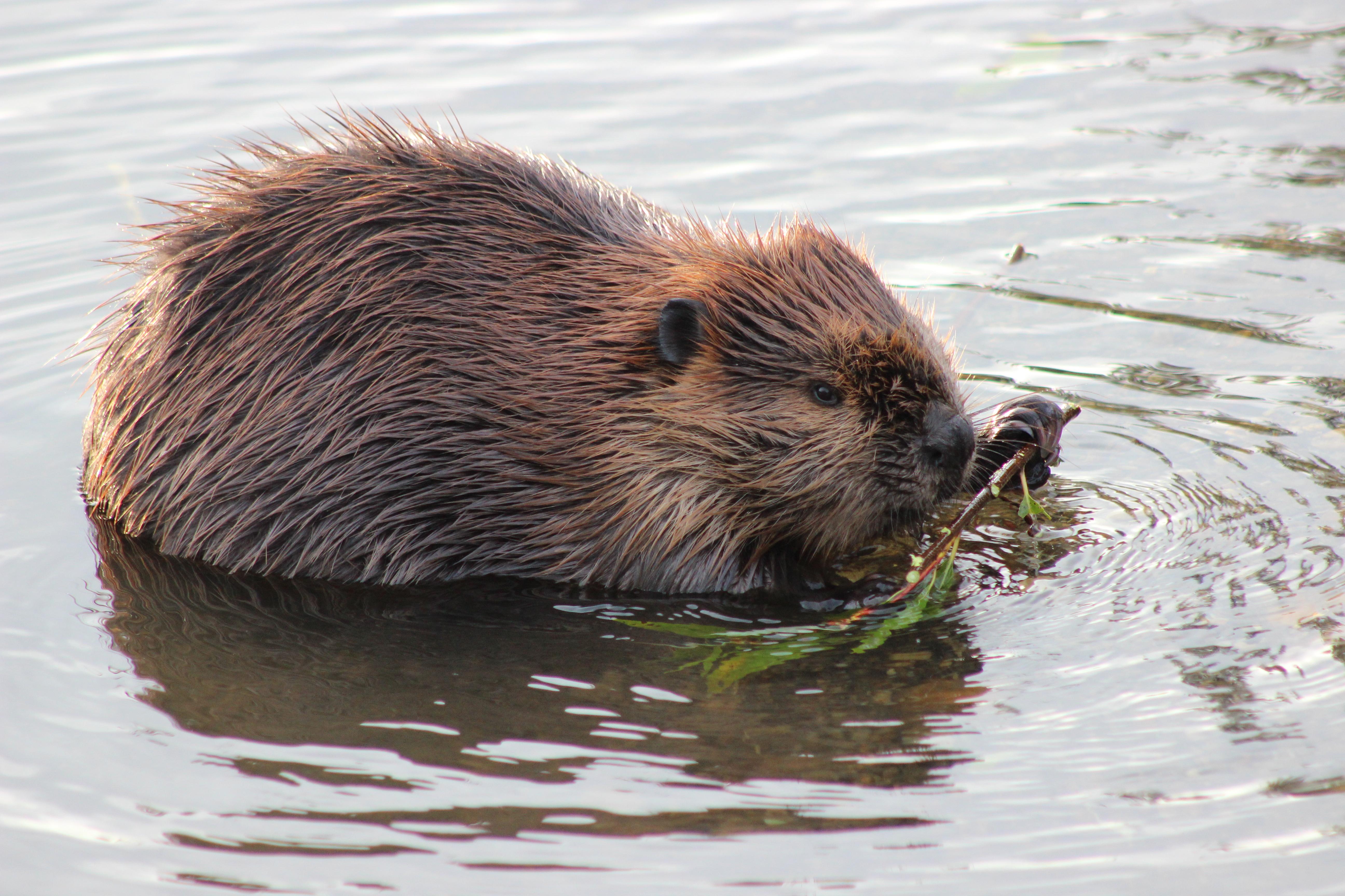 Best part about living in Alaska working on a river near a family of