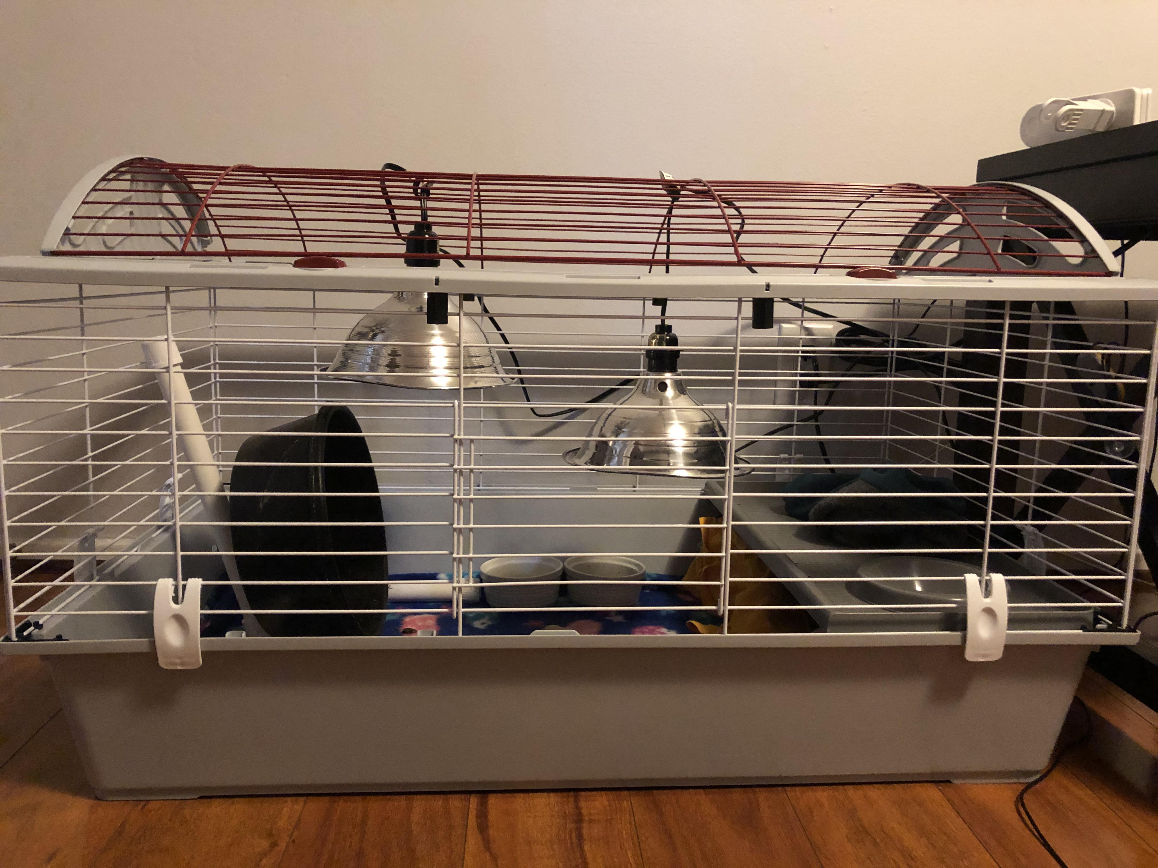 Chihiro got a cage and lamp upgrade this weekend! New cage to fit the