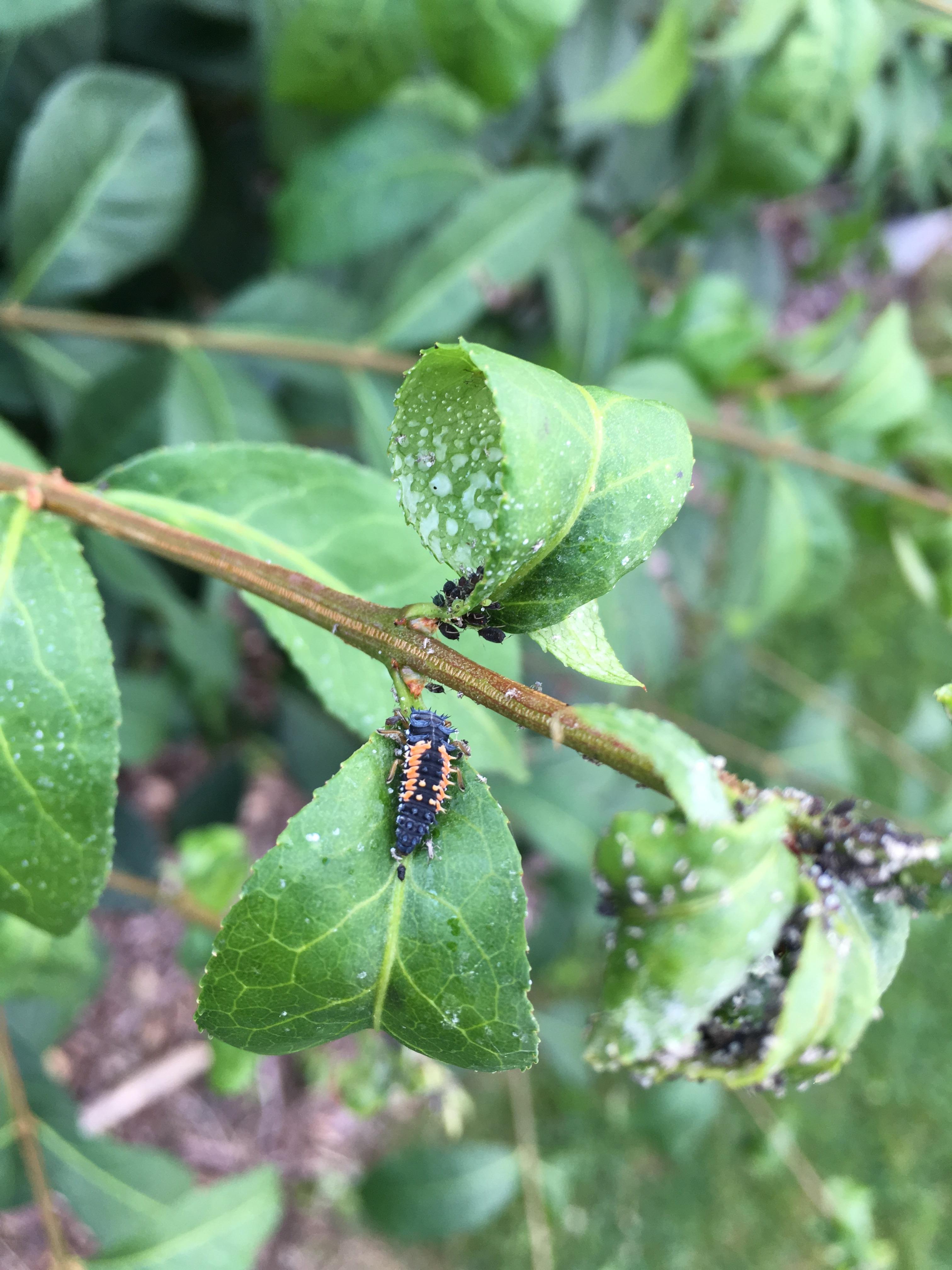 Hey Reddit, what is this bug. Its destroying my burning bush. r/gardening