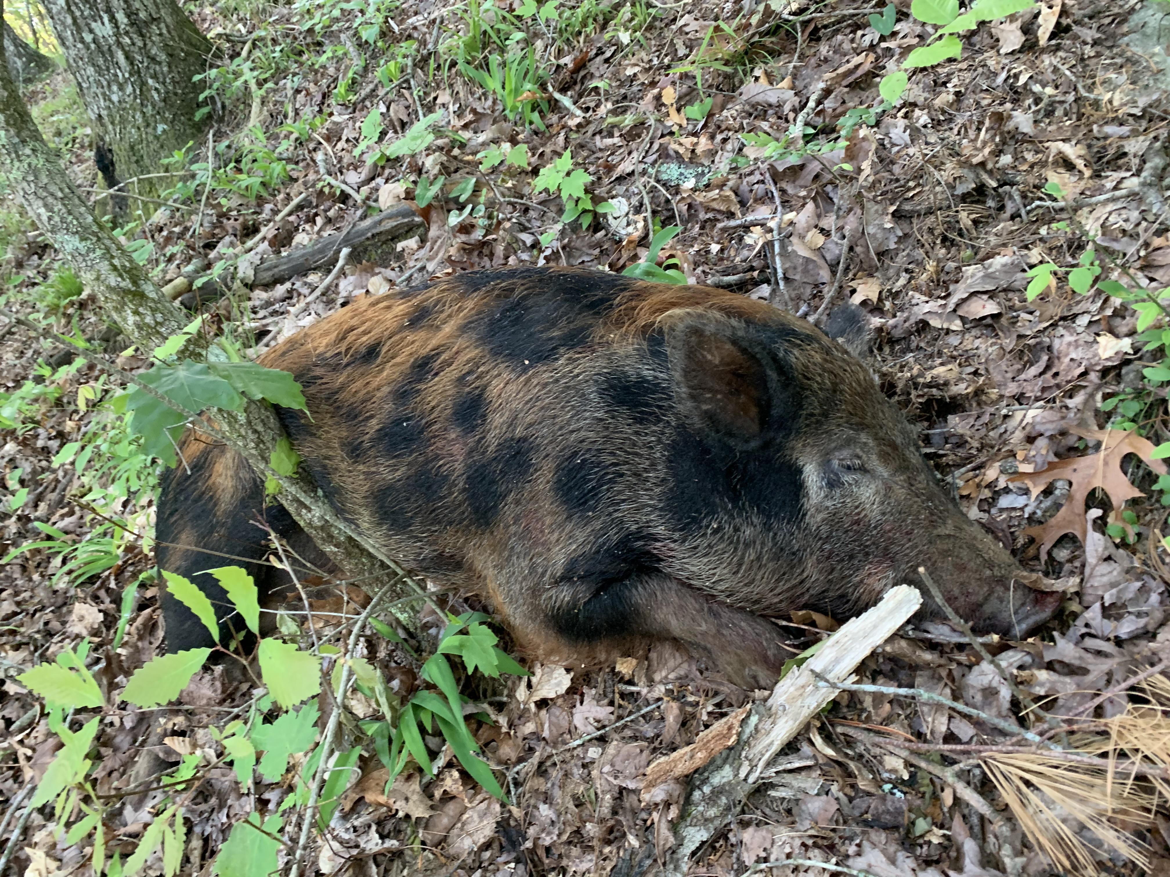 One More North Mountain Hog Down! r/Hunting