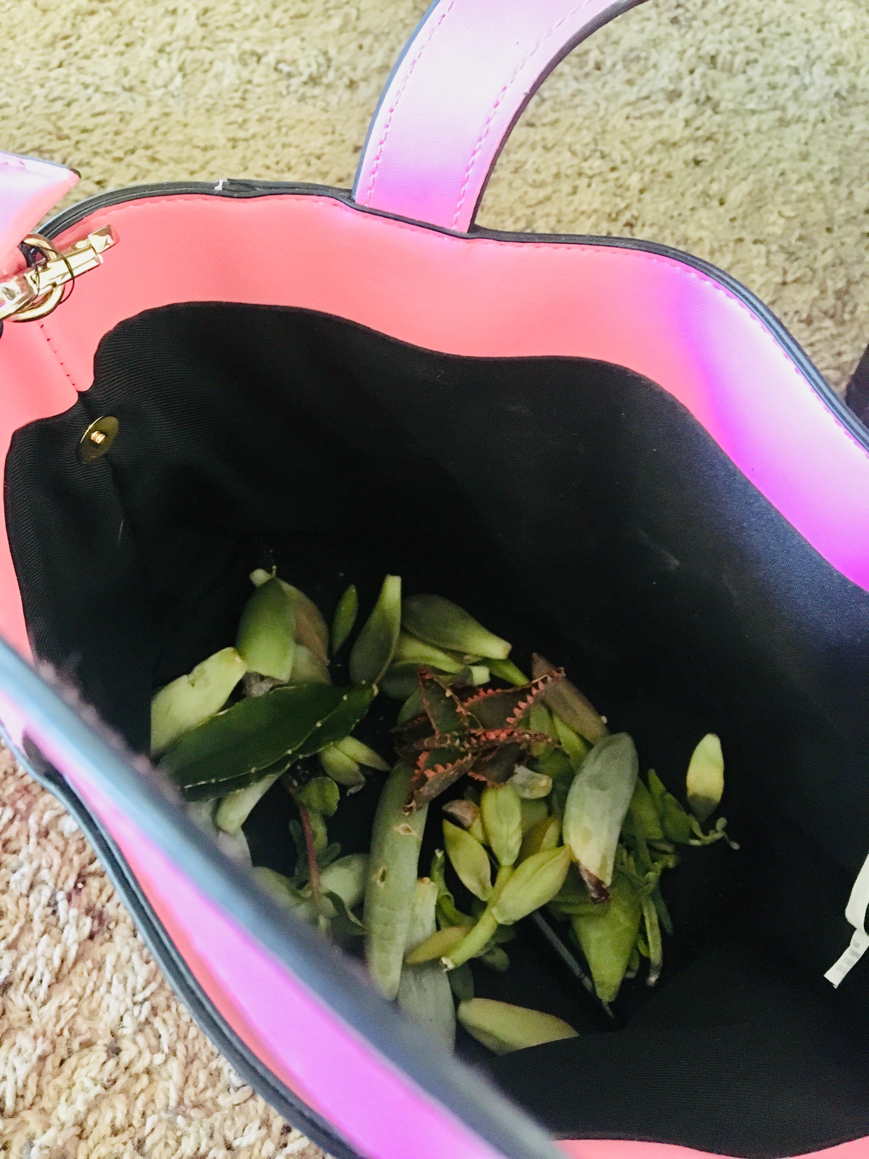 Had an interview and decided to clean out my purse. it was my