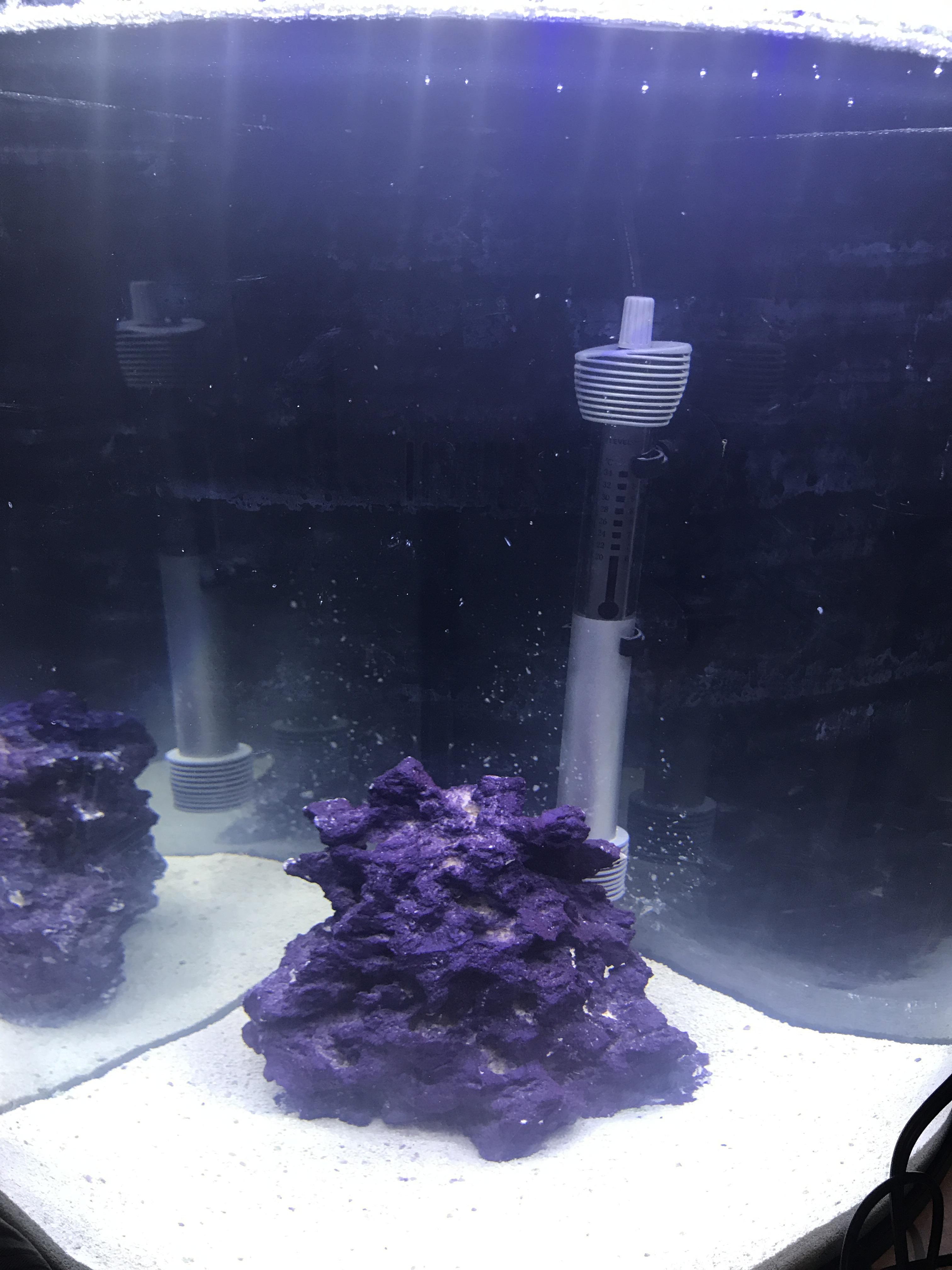 Any stocking ideas for a 10 gallon saltwater tank? r/Aquariums