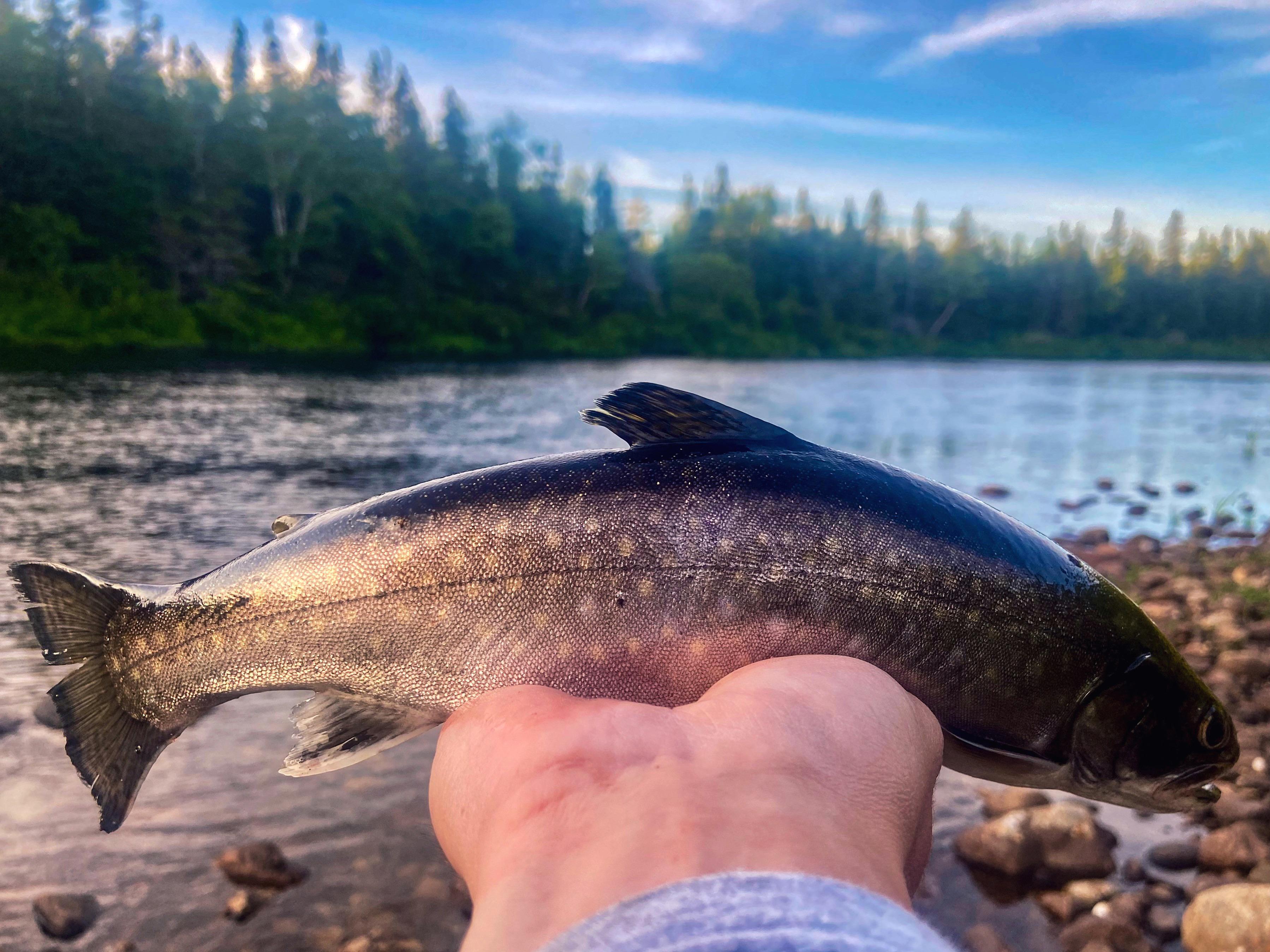 Hooked this searun brook trout on a hitched wet fly last evening while