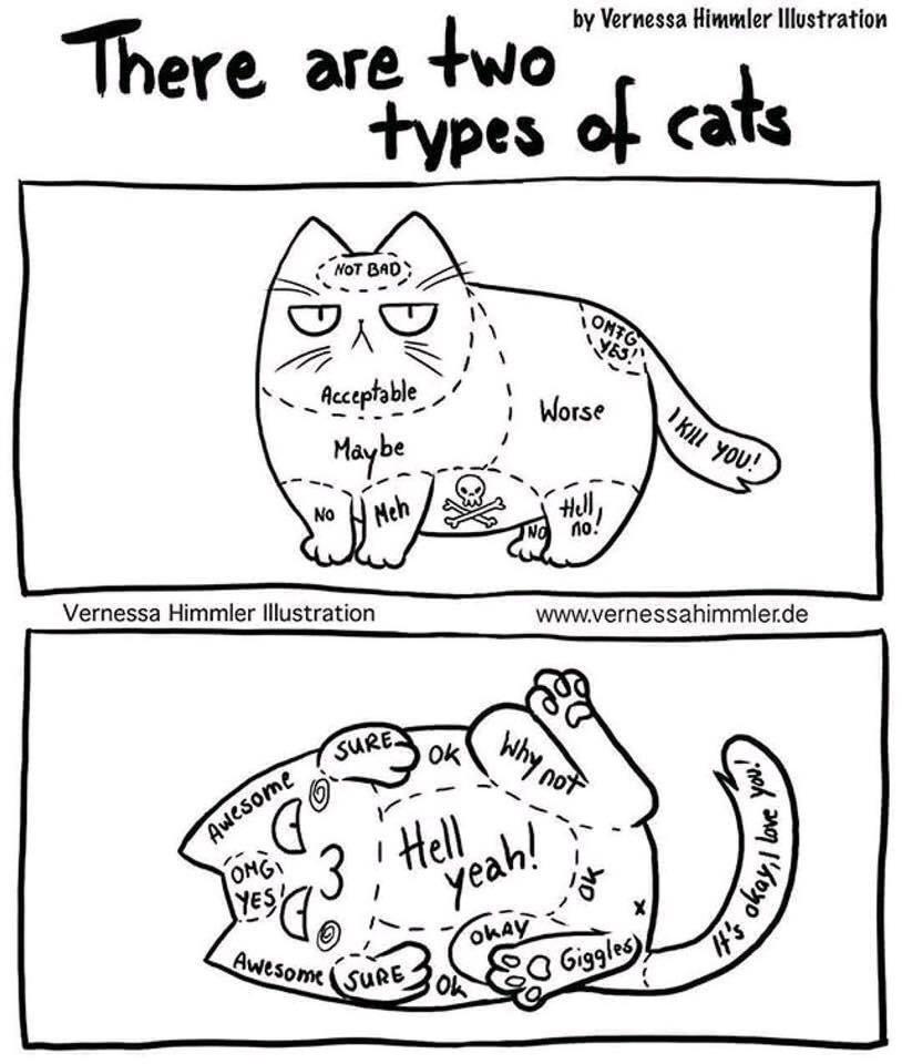 Basic cat knowledge We Like Cats & Kittens