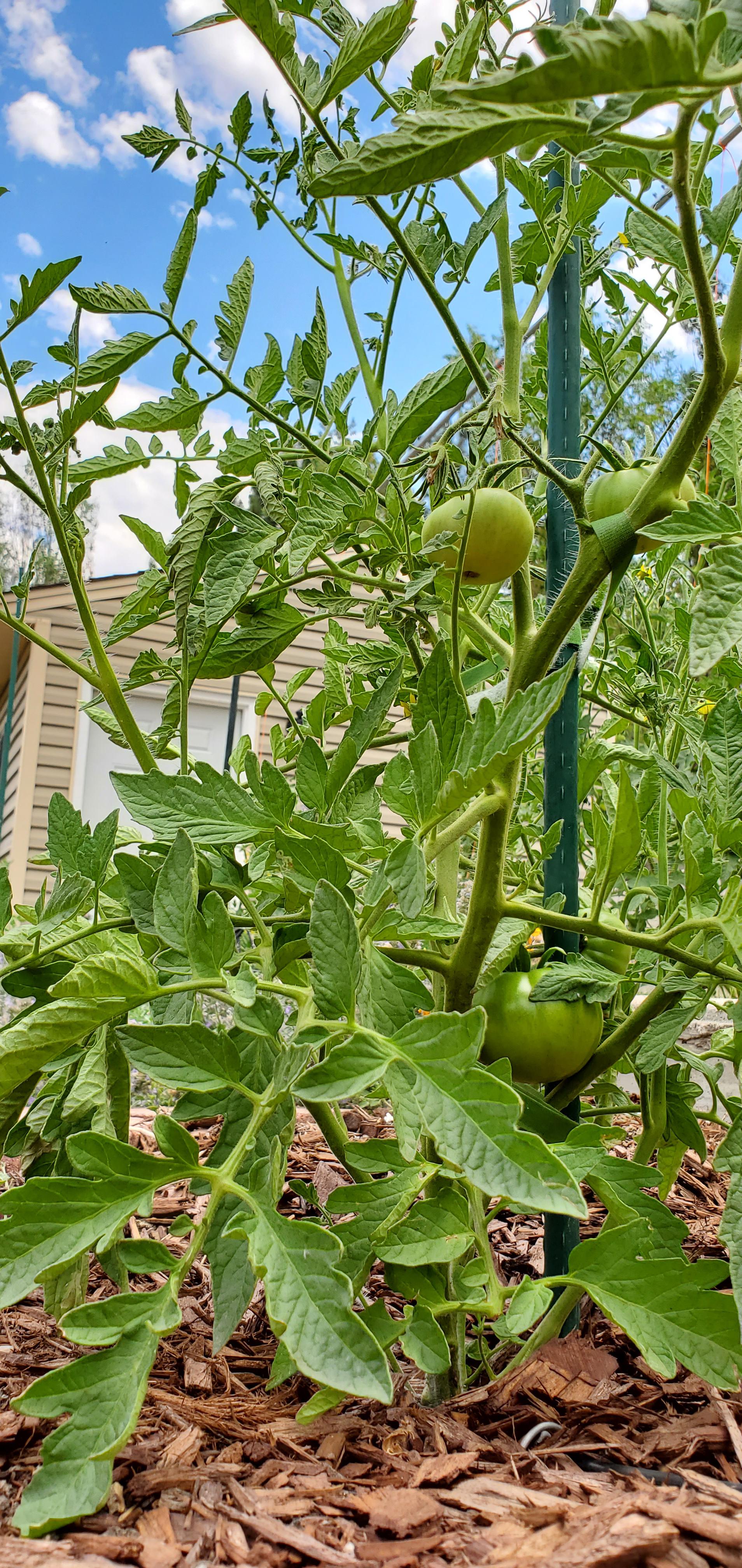 Paul Robeson Tomato