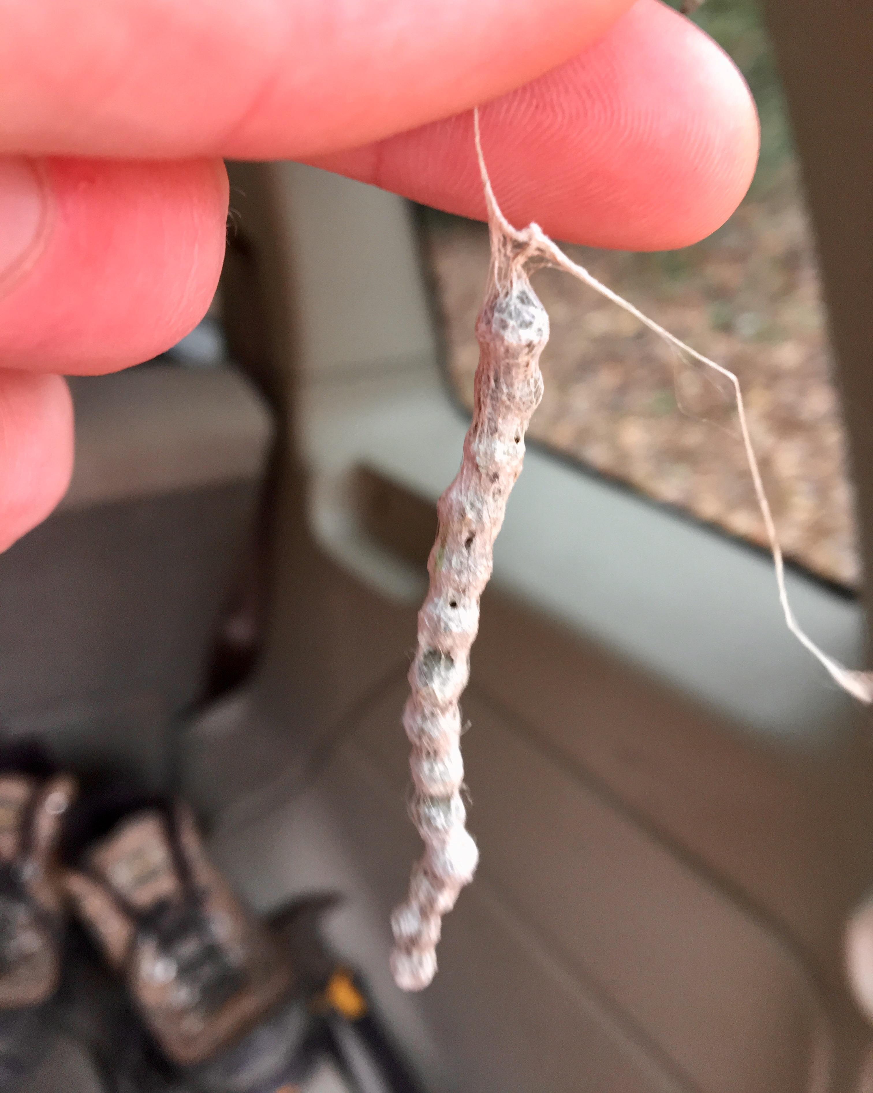 Unfamiliar Egg Sac ID Request spiders