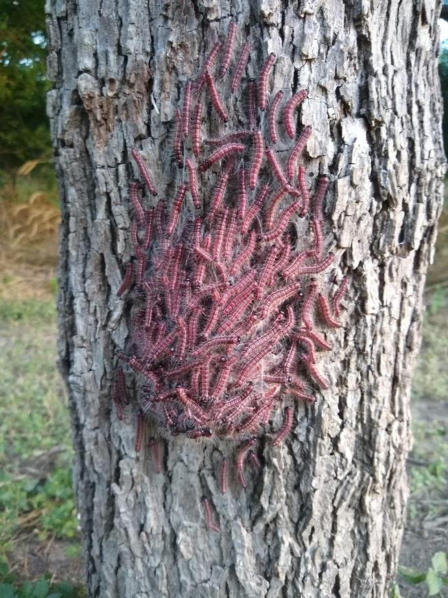 Caterpillar Bundle San Antonio TX r/whatsthisbug