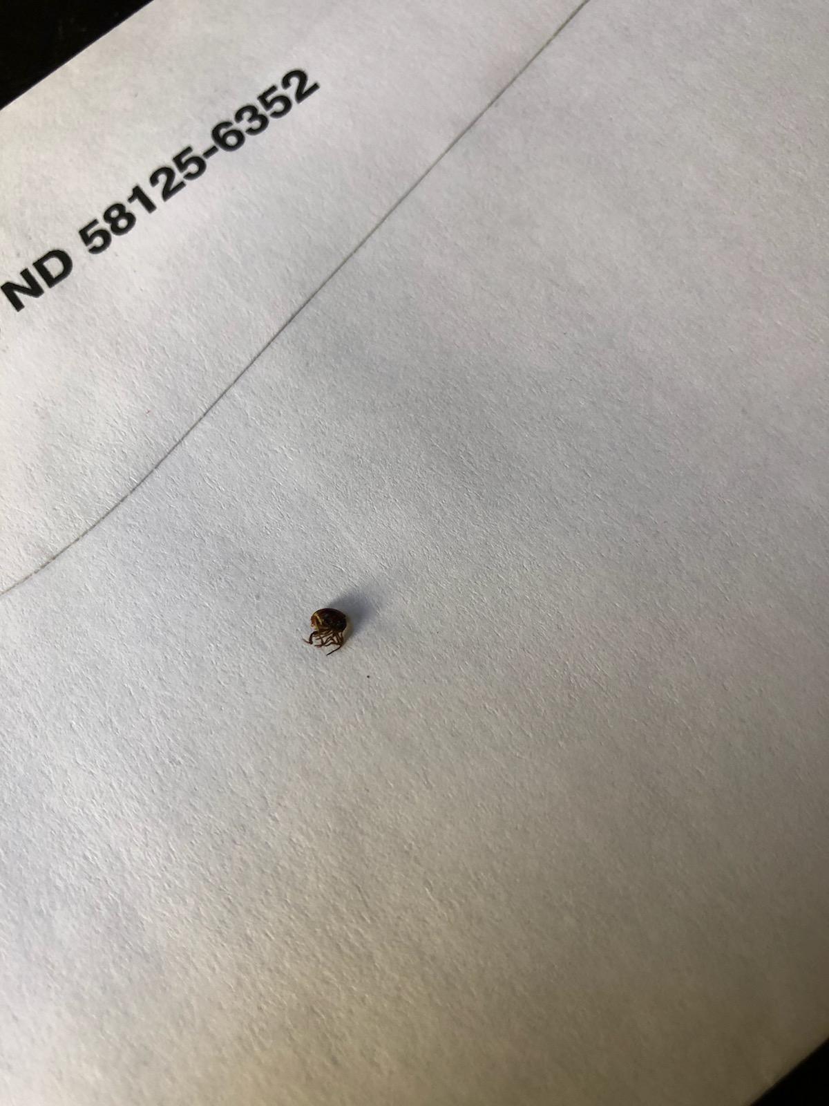 Found this little guy in my bed. Located in NYC. I do have new cat but