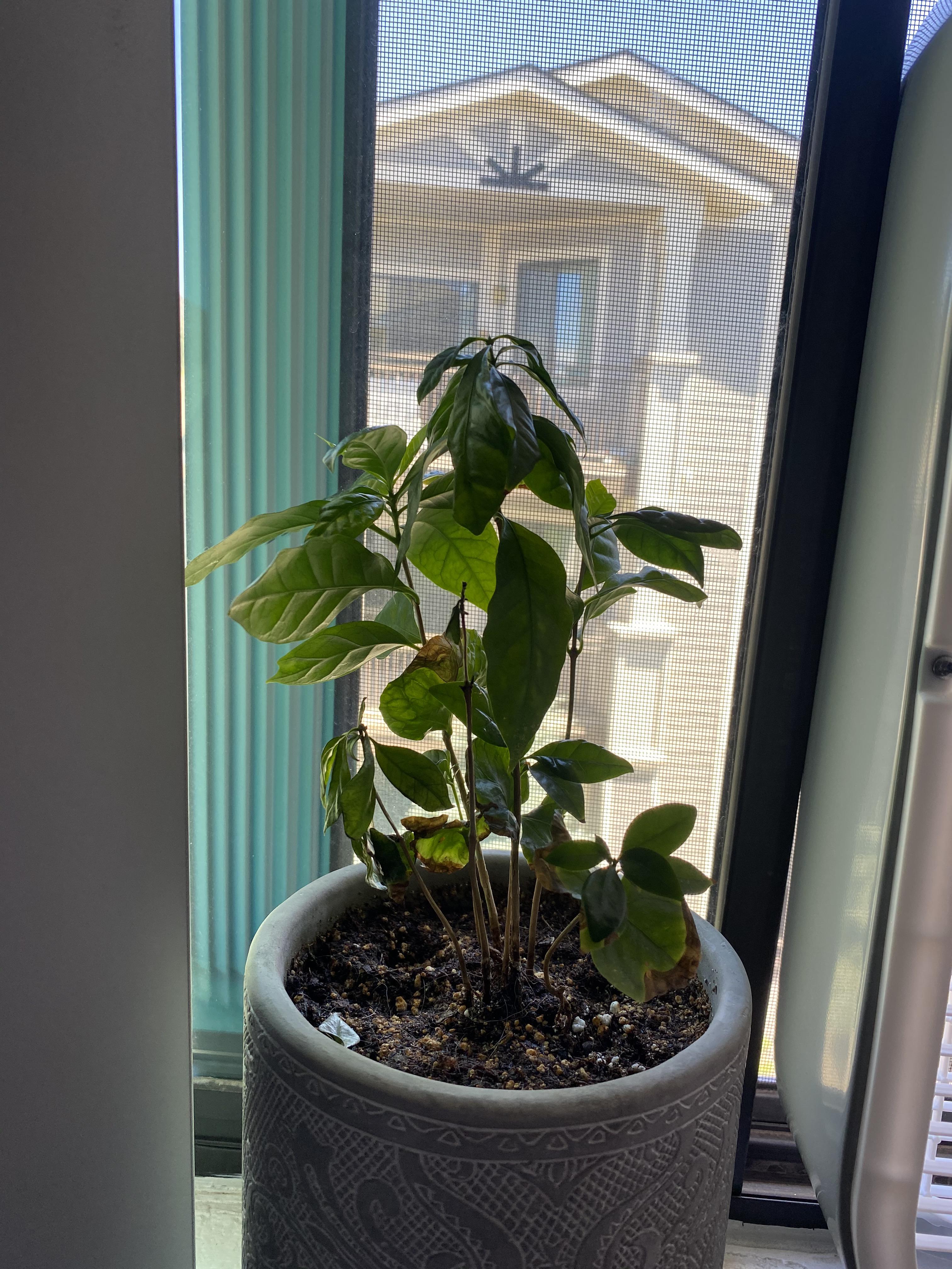 Coffee Arabica plant with leaves being very droopy. Recently repotted. Topsoil has stayed moist