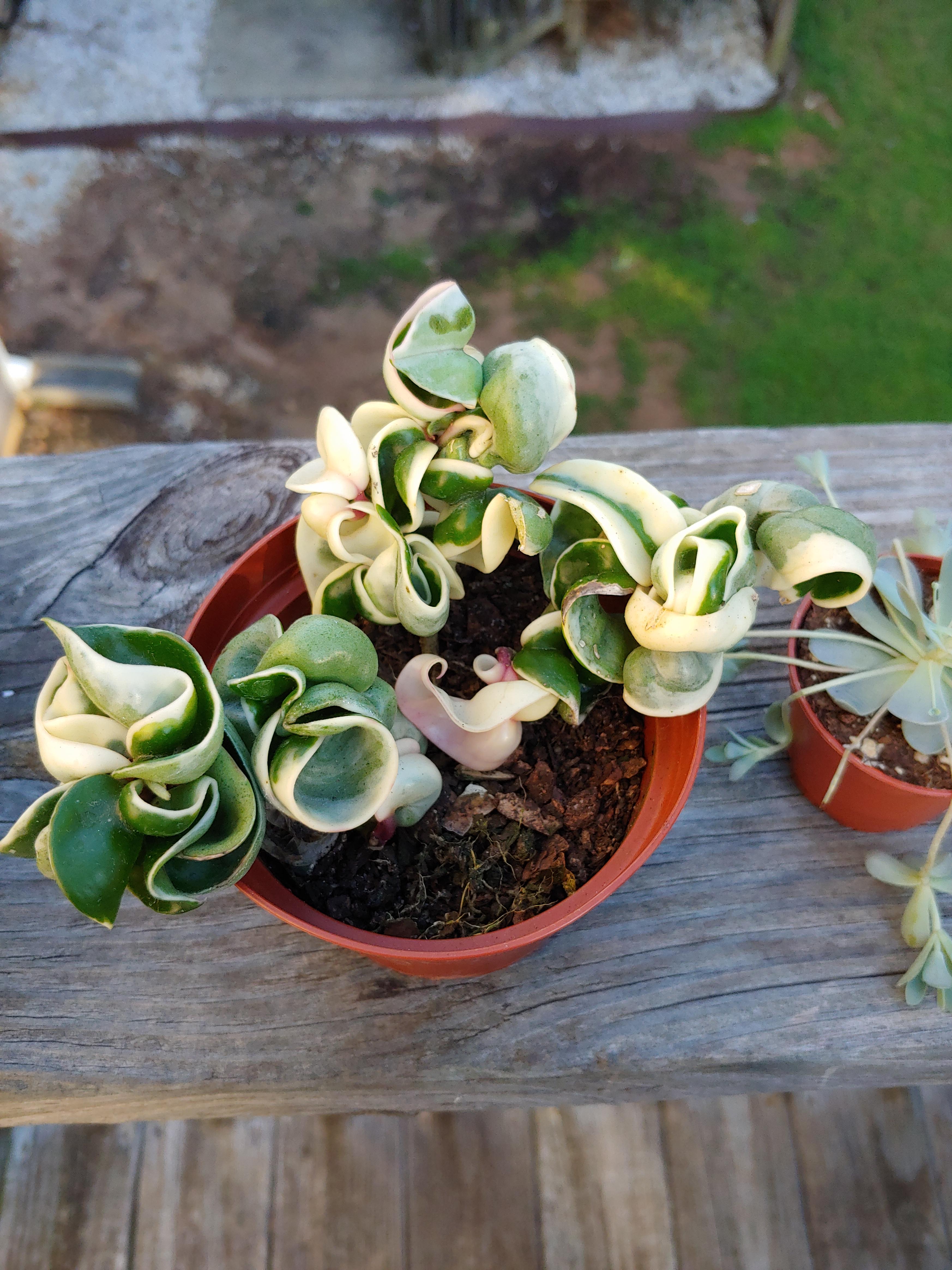 Variegated hoya rope plant find at a local nursery, I'm in love r
