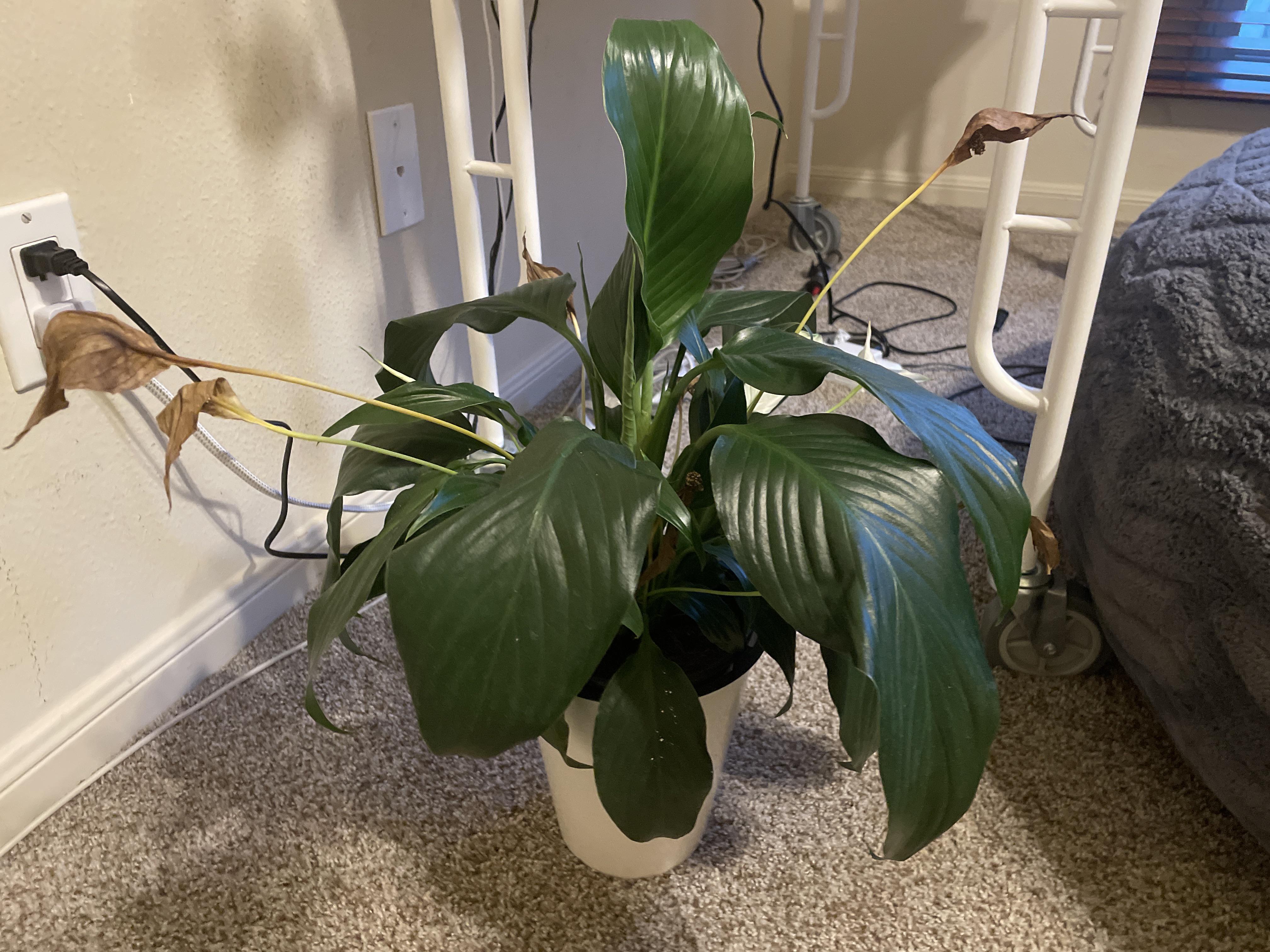 Peace lily is dropping and the flowers are dying. plantclinic