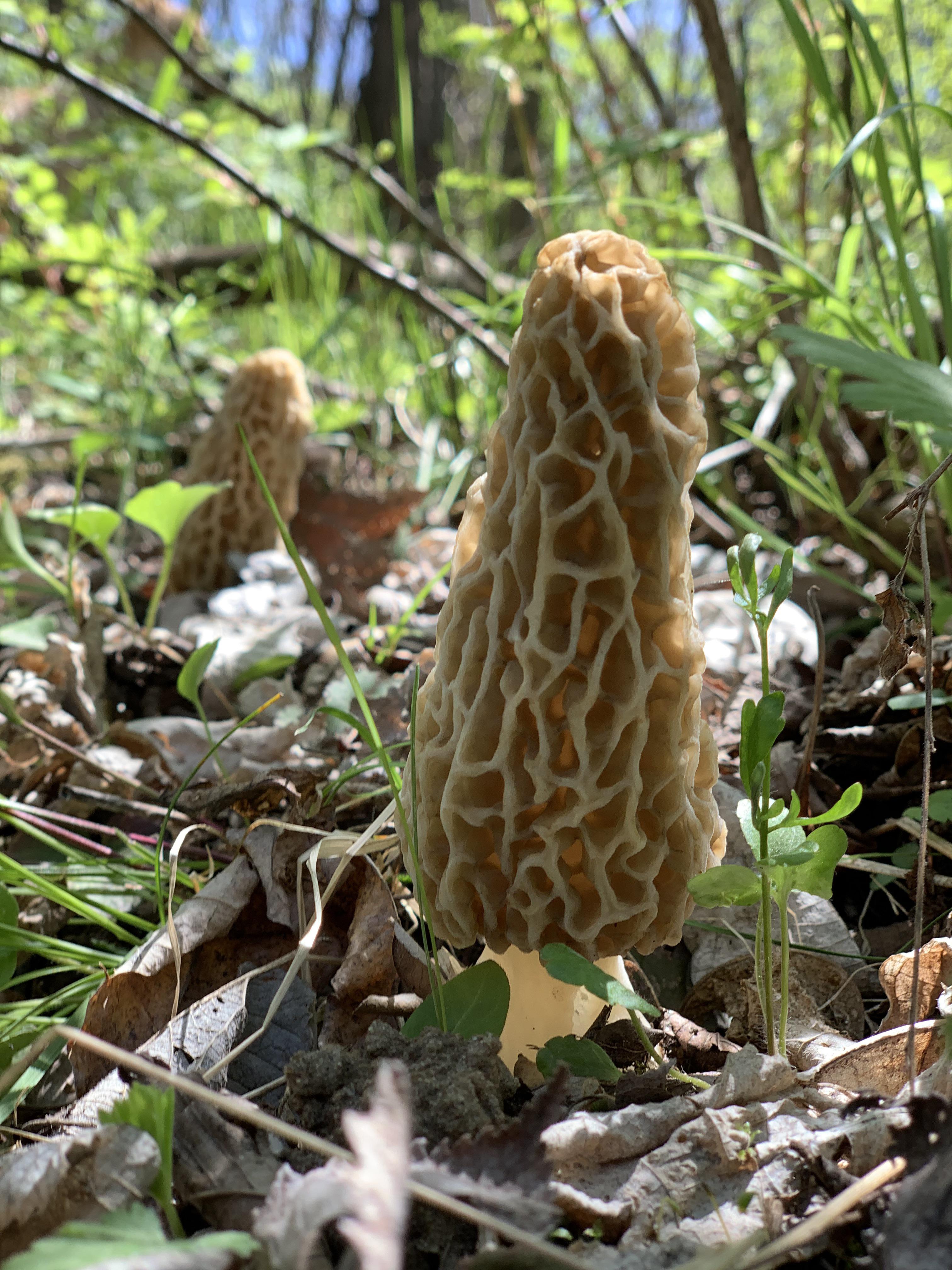 April 2021 Indiana. Morels