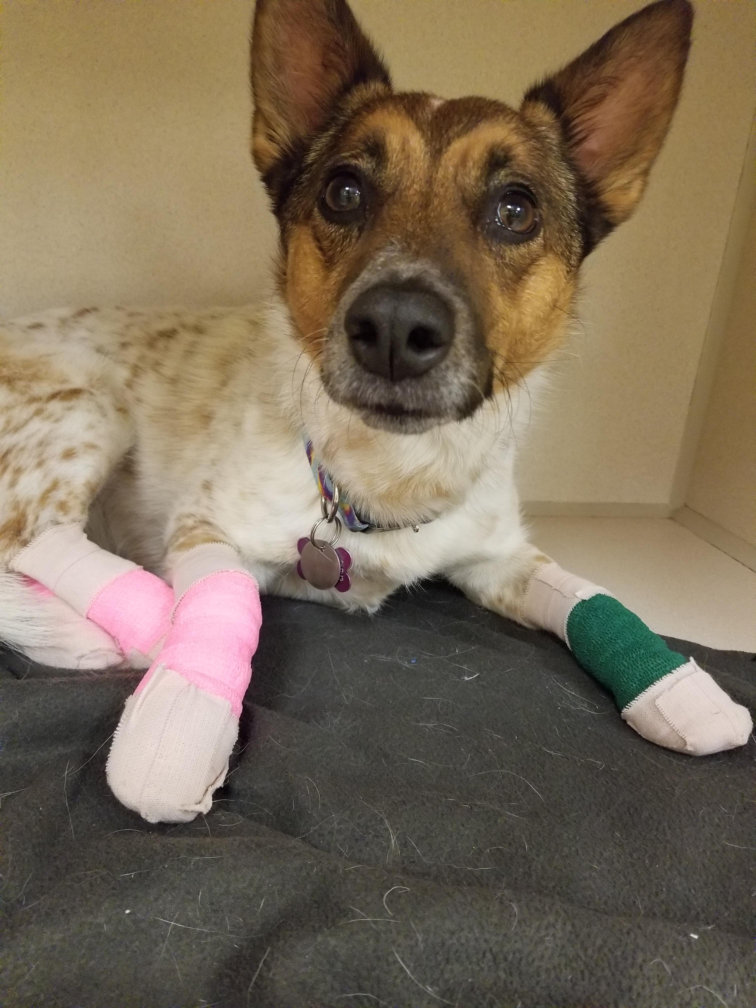 My kiddo went too hard at the dog park and torn her pads off.... now