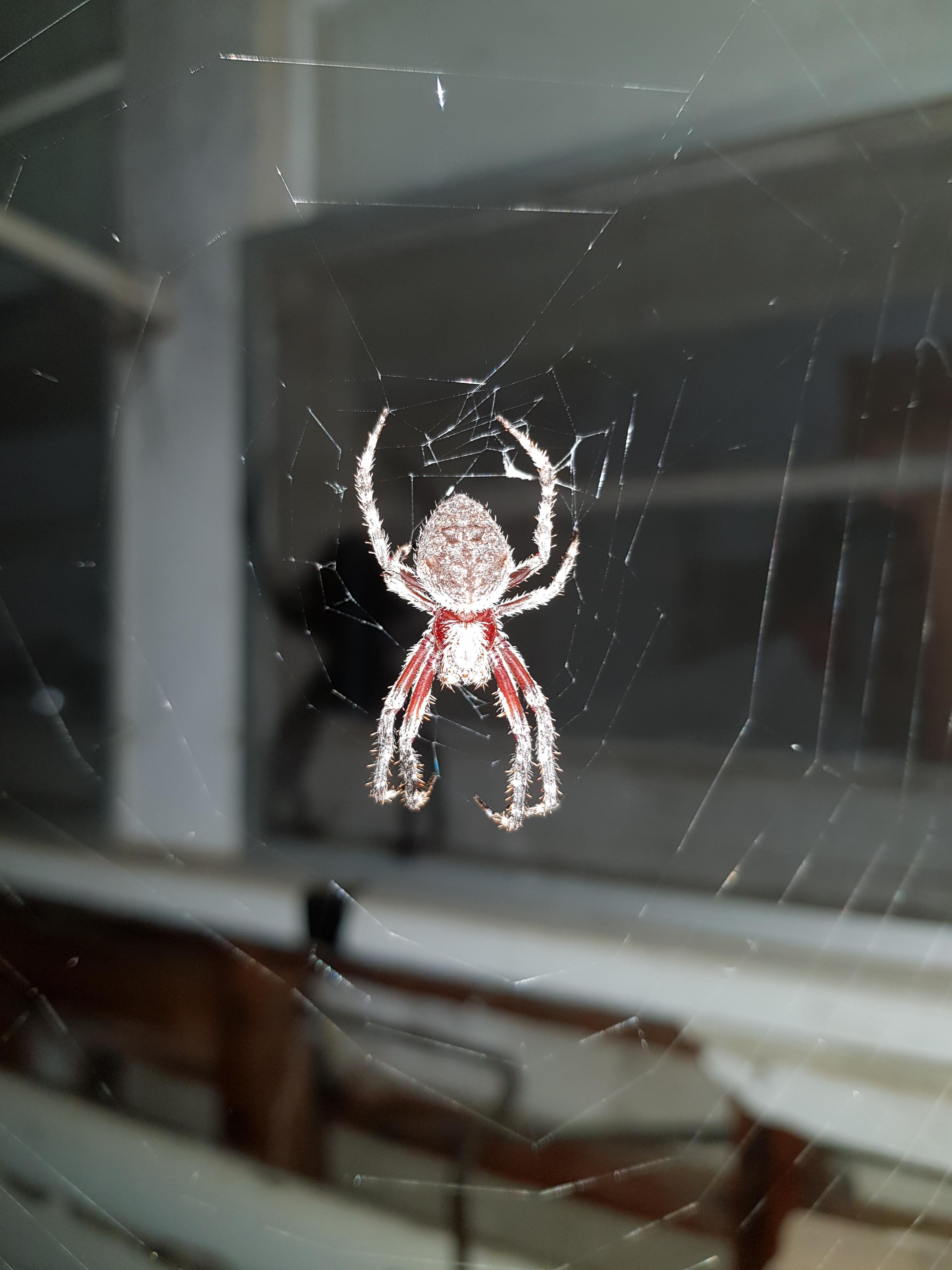 🔥 Hairy legged spider with 🔥 red legs and carapace has taken up