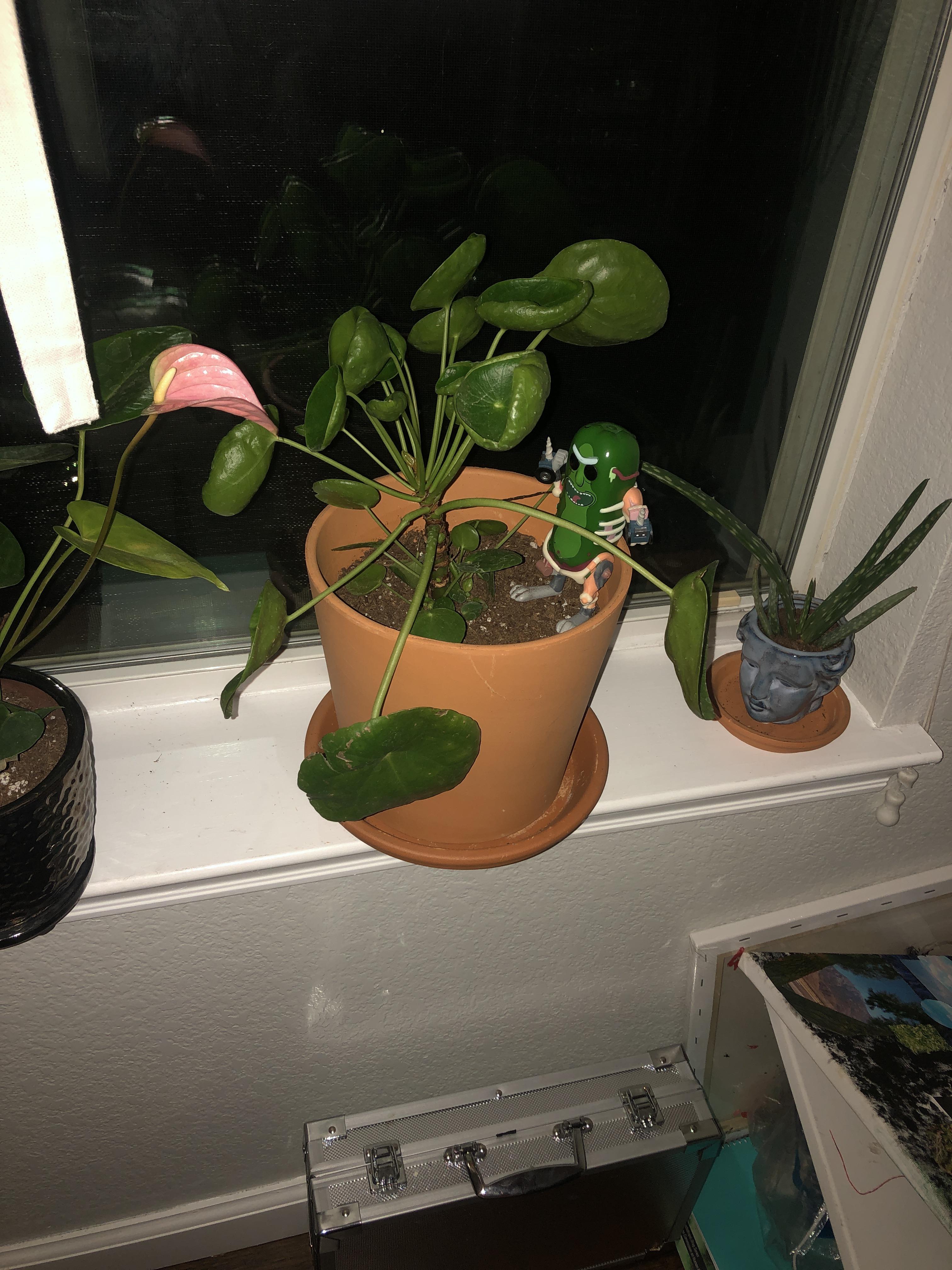 Does anyone know why my Pilea is beginning to droop? (I just watered a