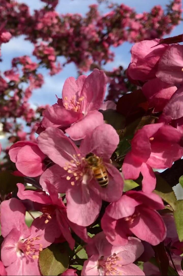 Michigan honey bee r/Beekeeping