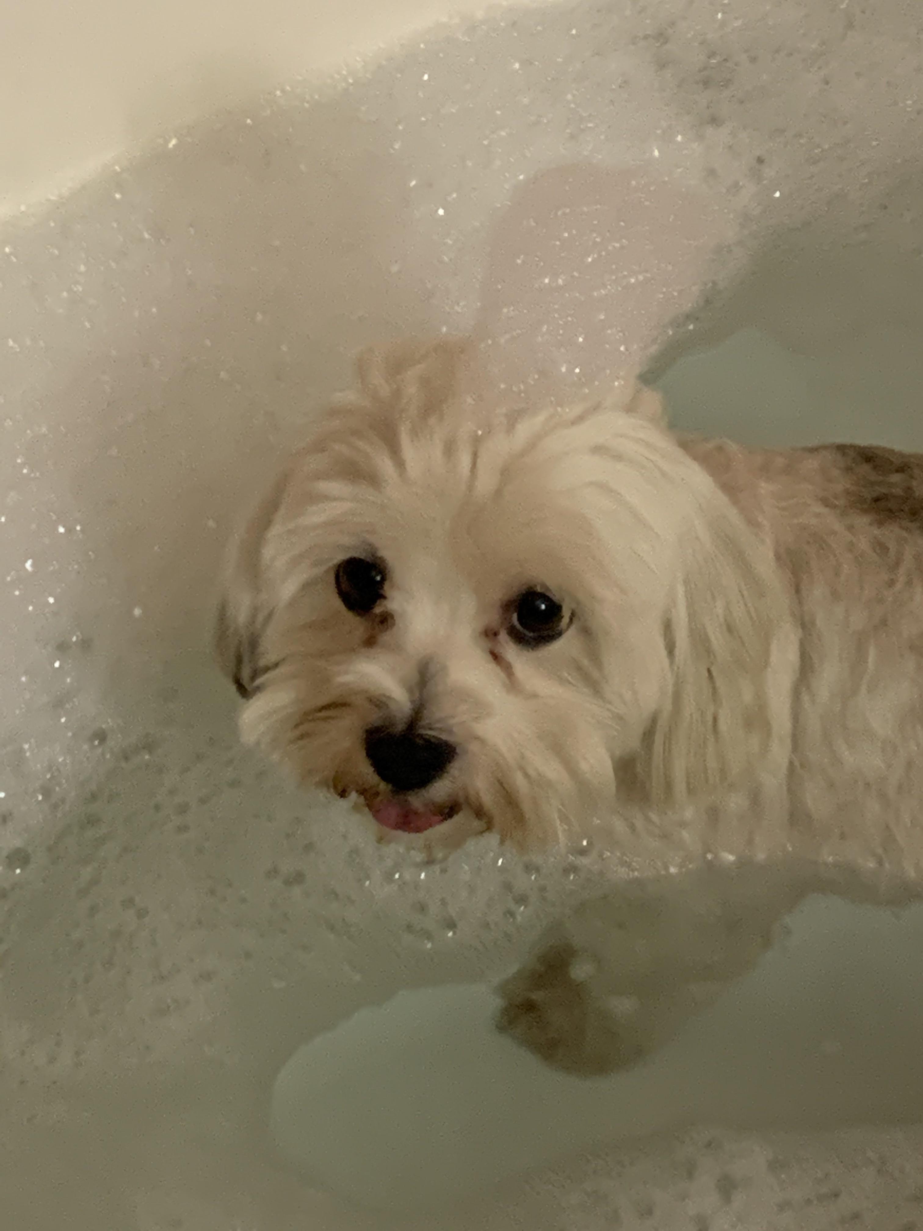 Charlie Was In The Bath! r/Havanese