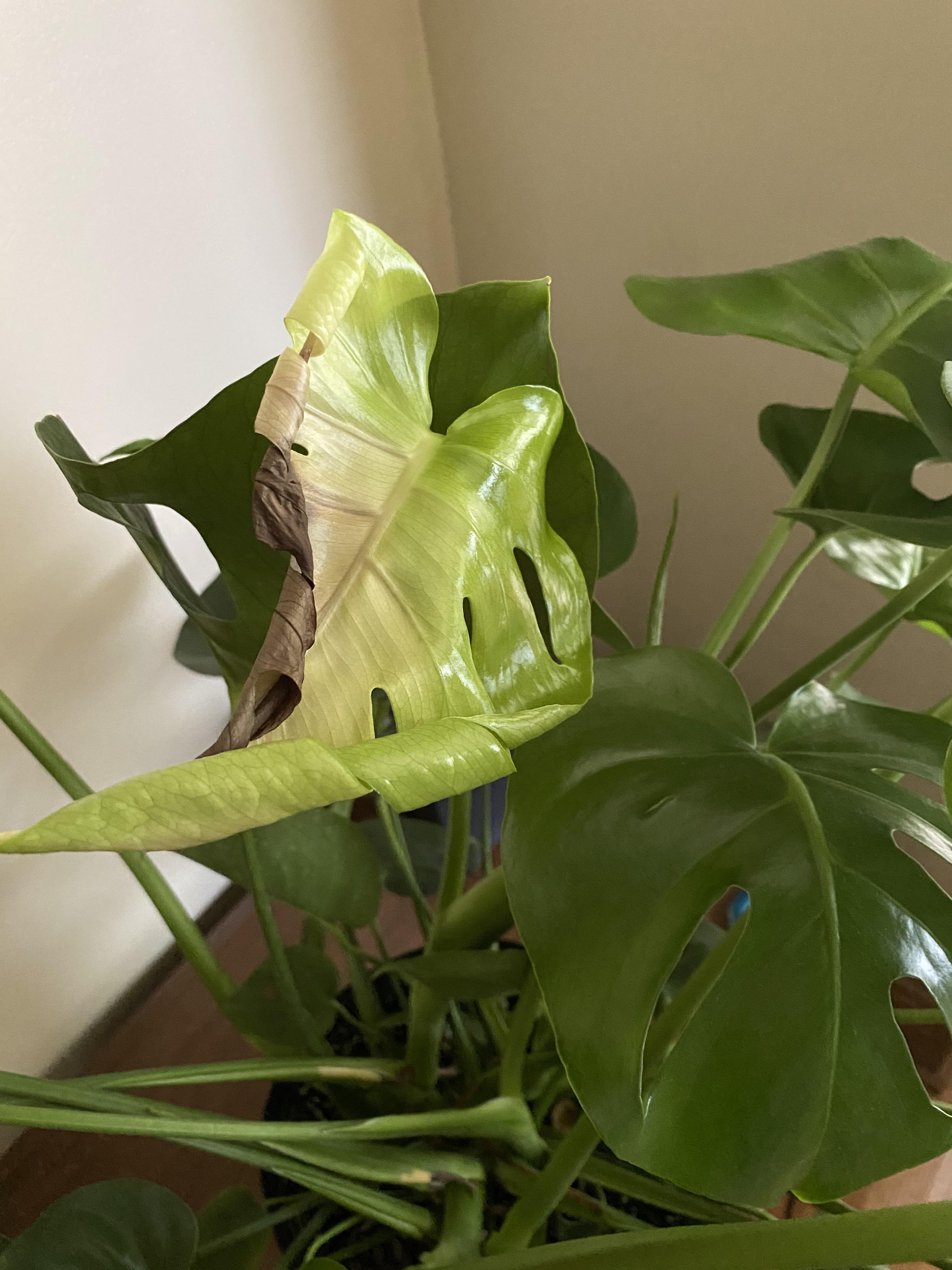 I accidentally overwatered my monstera & now a new leaf is coming in like this. Should I cut it
