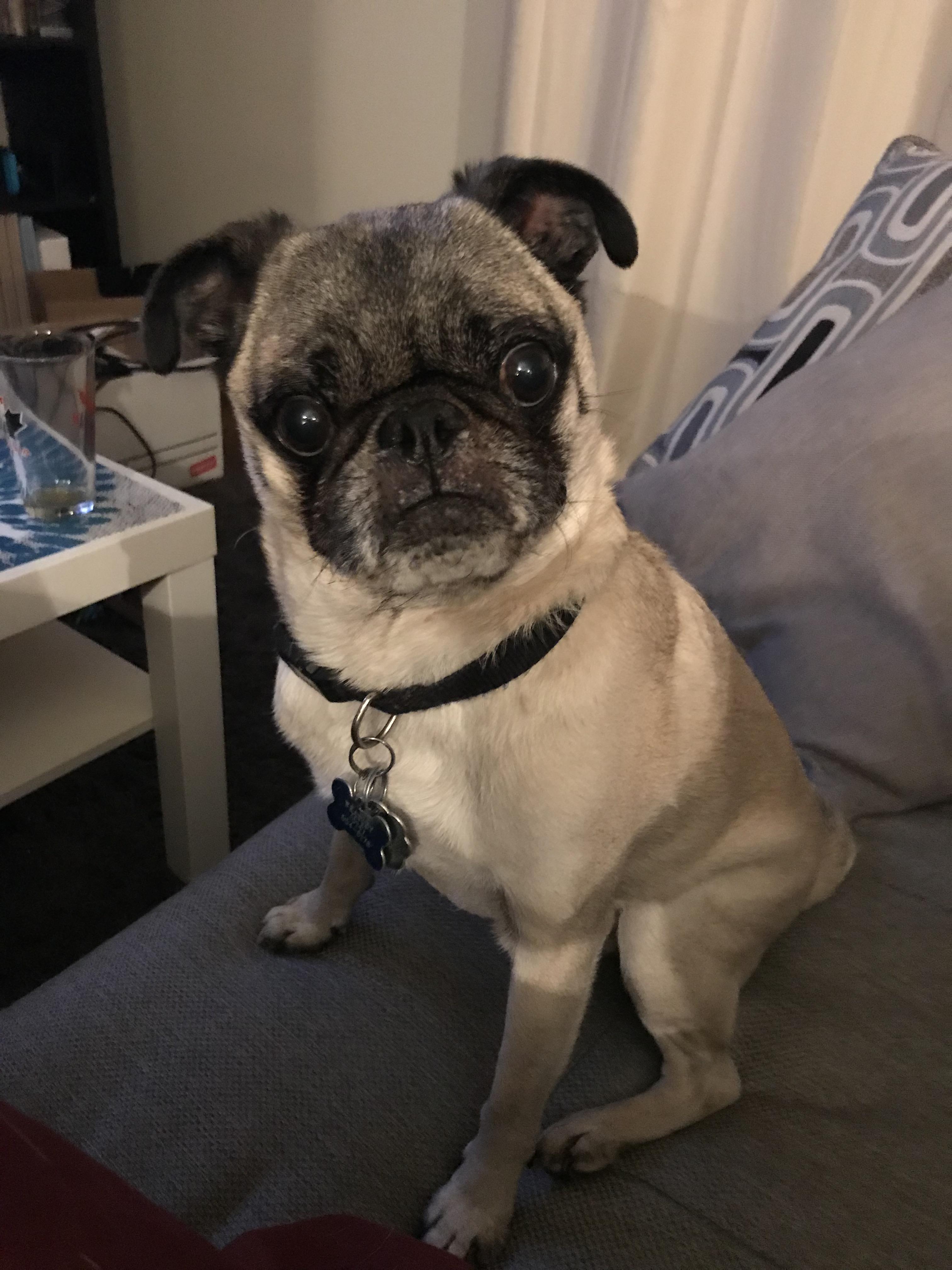 Looking for for a vacuum that will actually work on pug