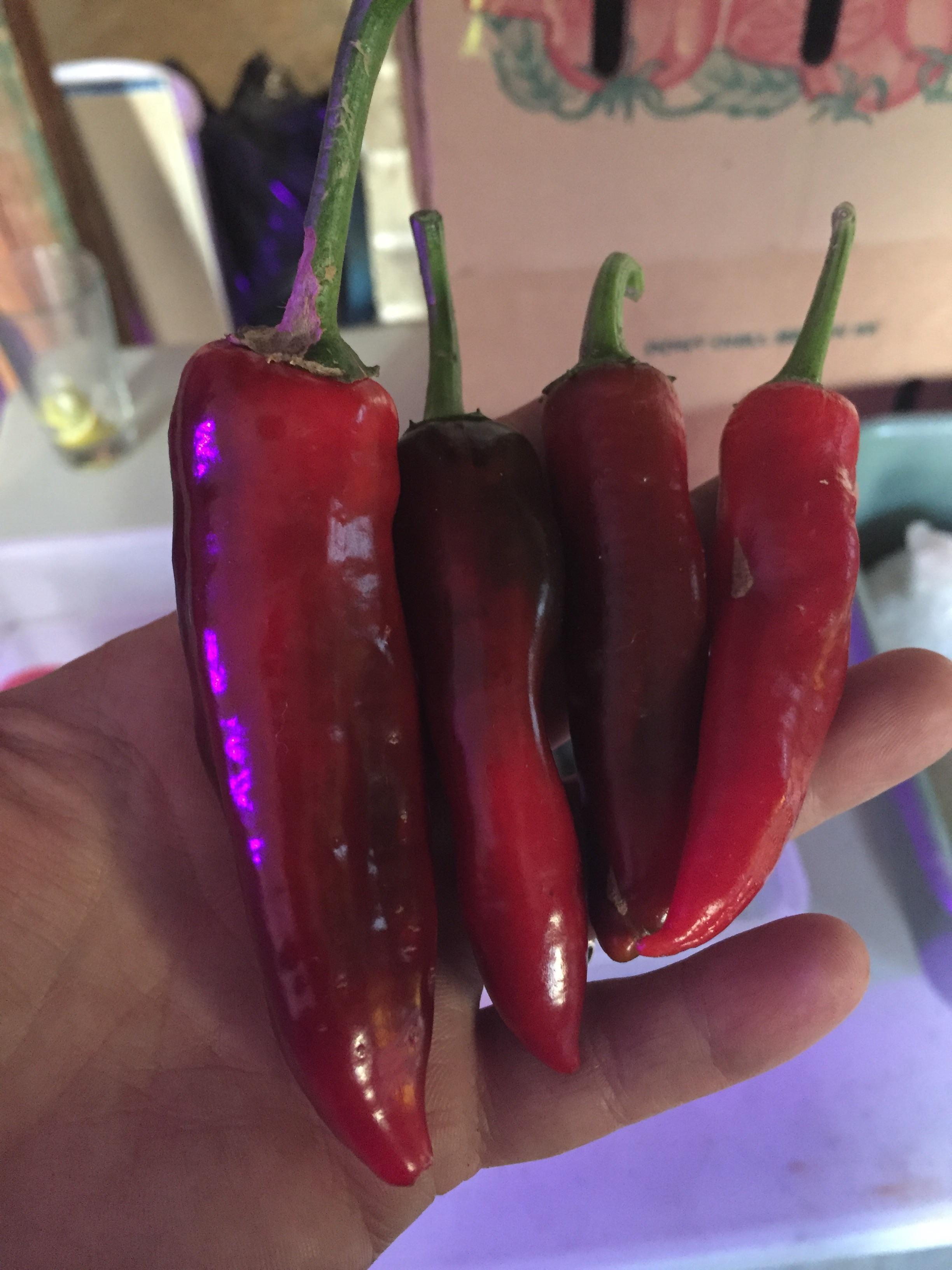 Peppers harvested in the deep of winter in Canada. Indoor overwintering