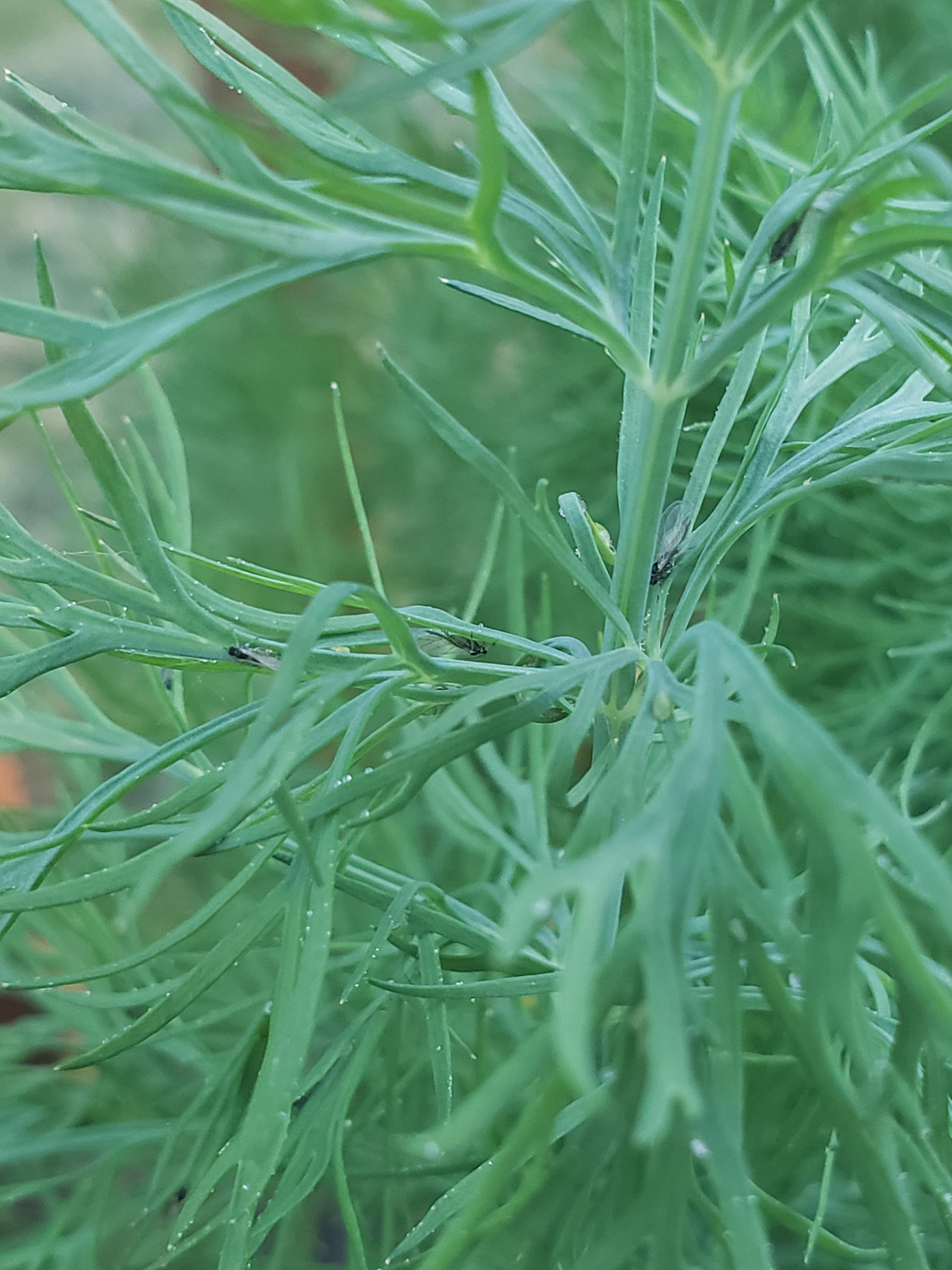 Tiny bugs on dill plant Does anyone know what these are? r/gardening
