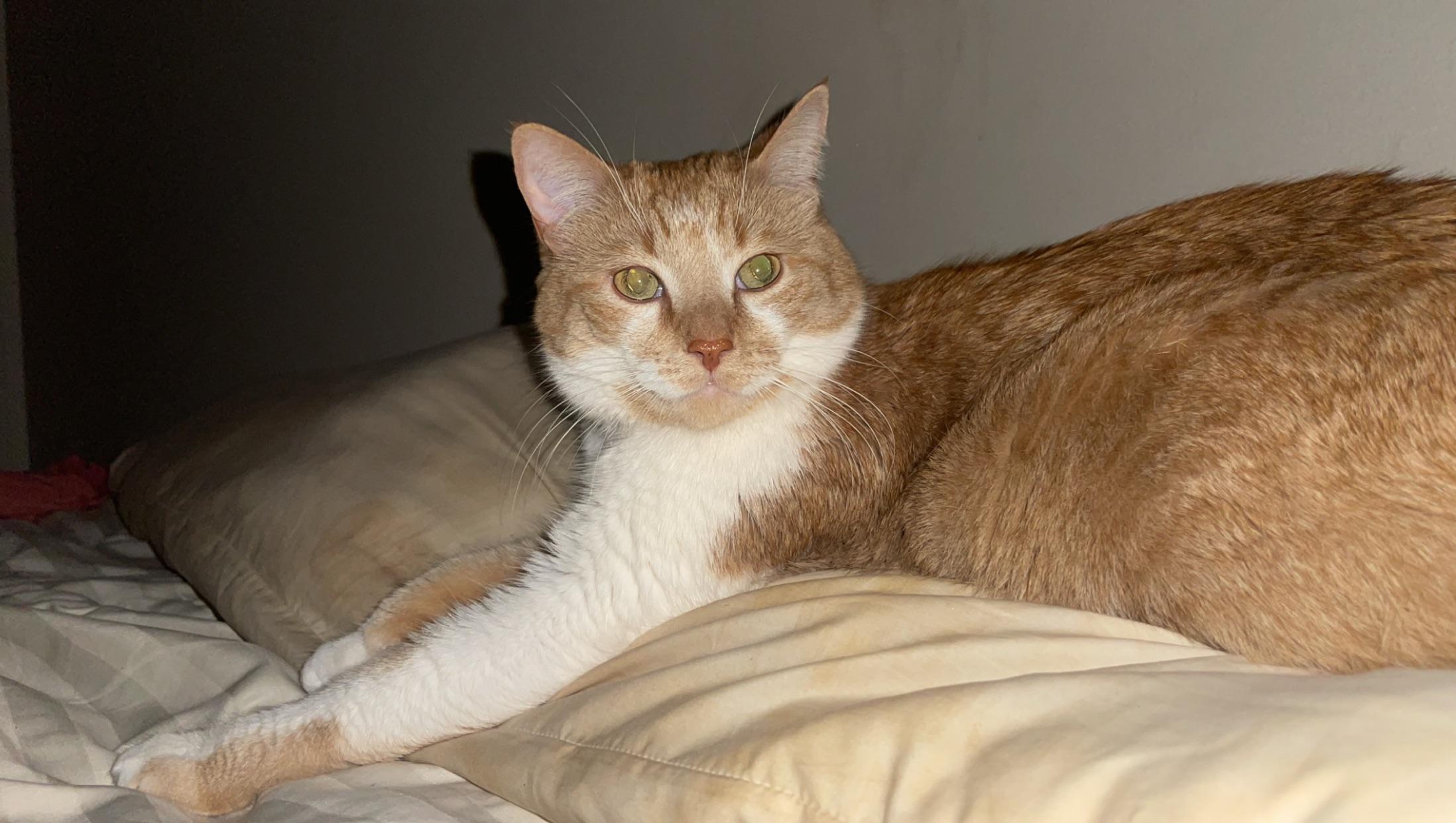 No matter how much I brush my boy, he still sheds like crazy! Any tips