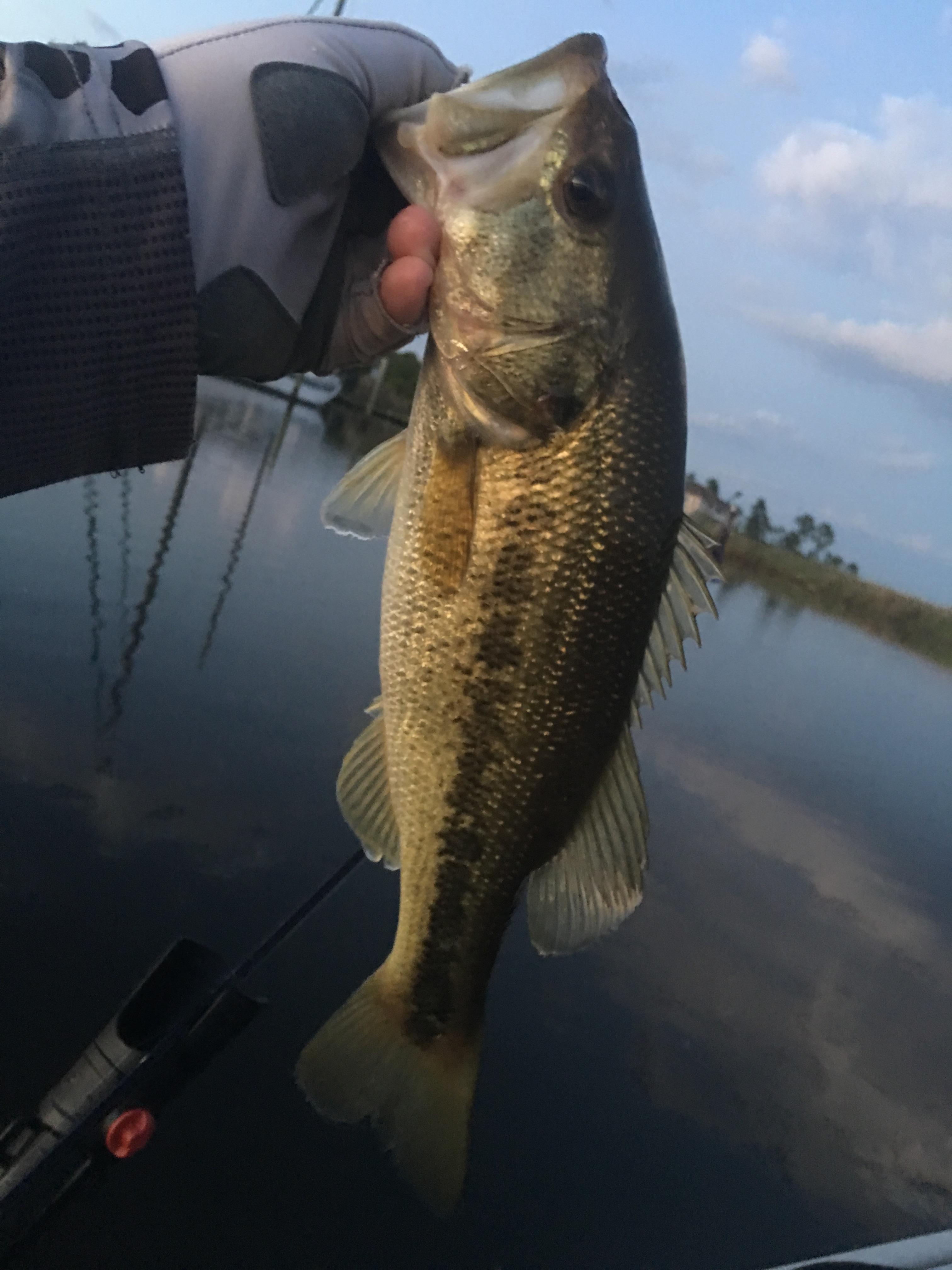 These little marsh bass were the most aggressive bass I've ever found