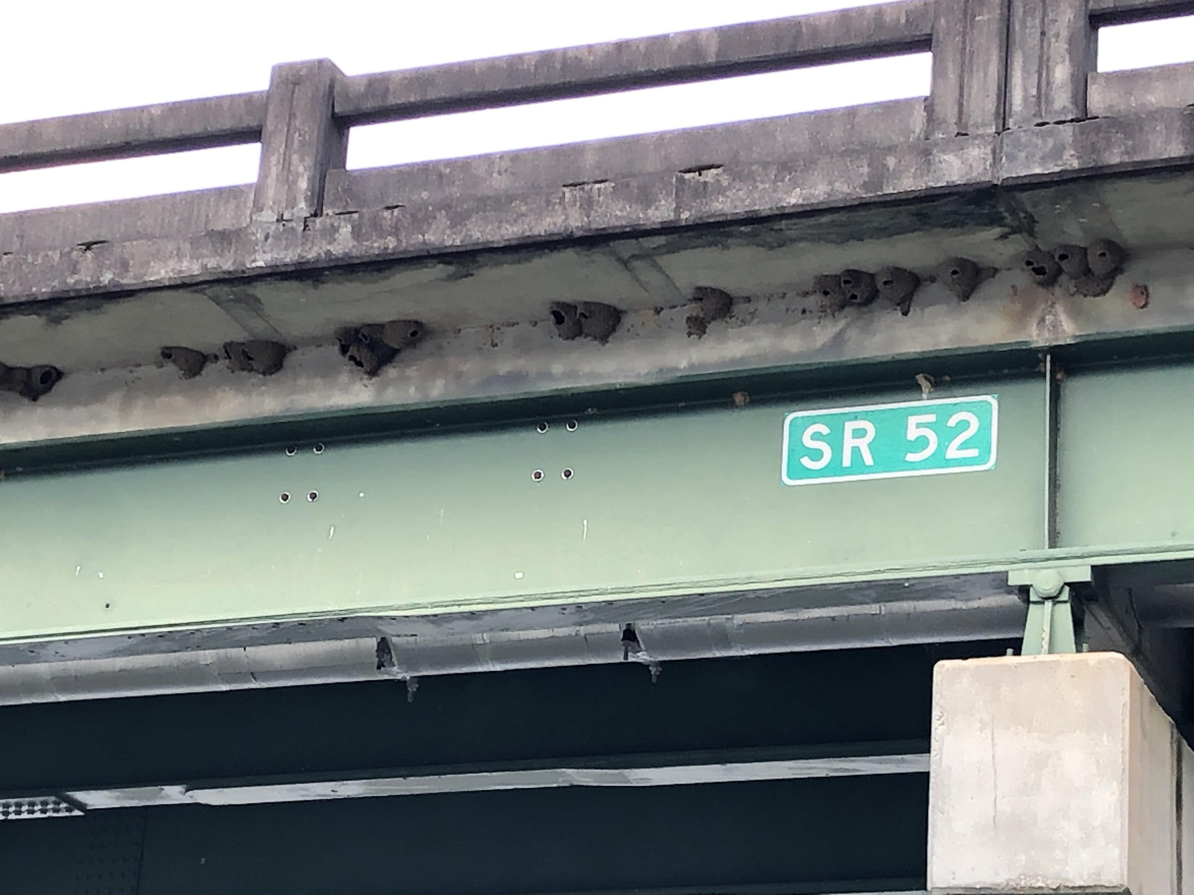 These birds nests under a bridge r/mildlyinteresting