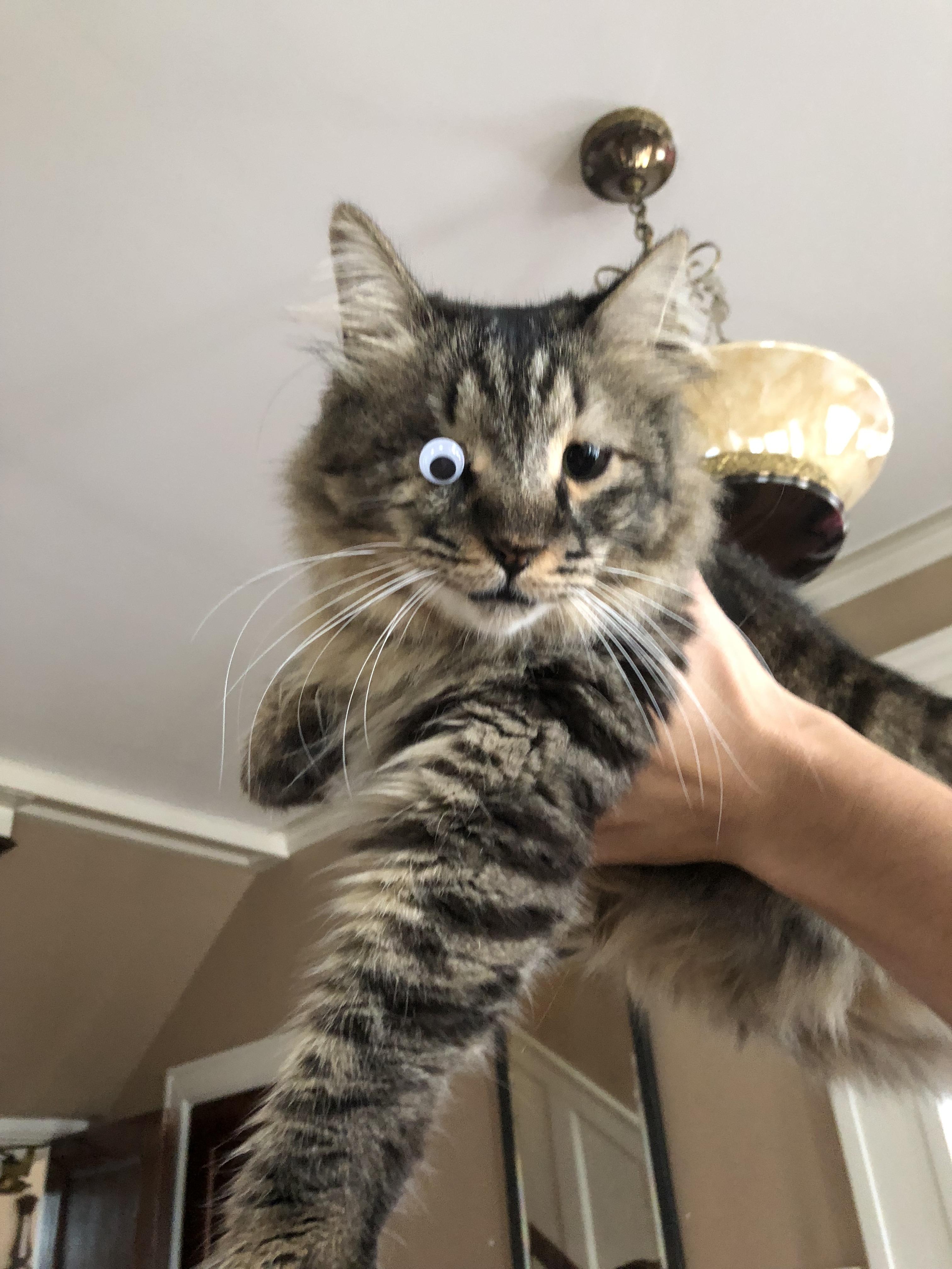 We replaced our cat’s missing eye. It lasted about 5 seconds. r/funny