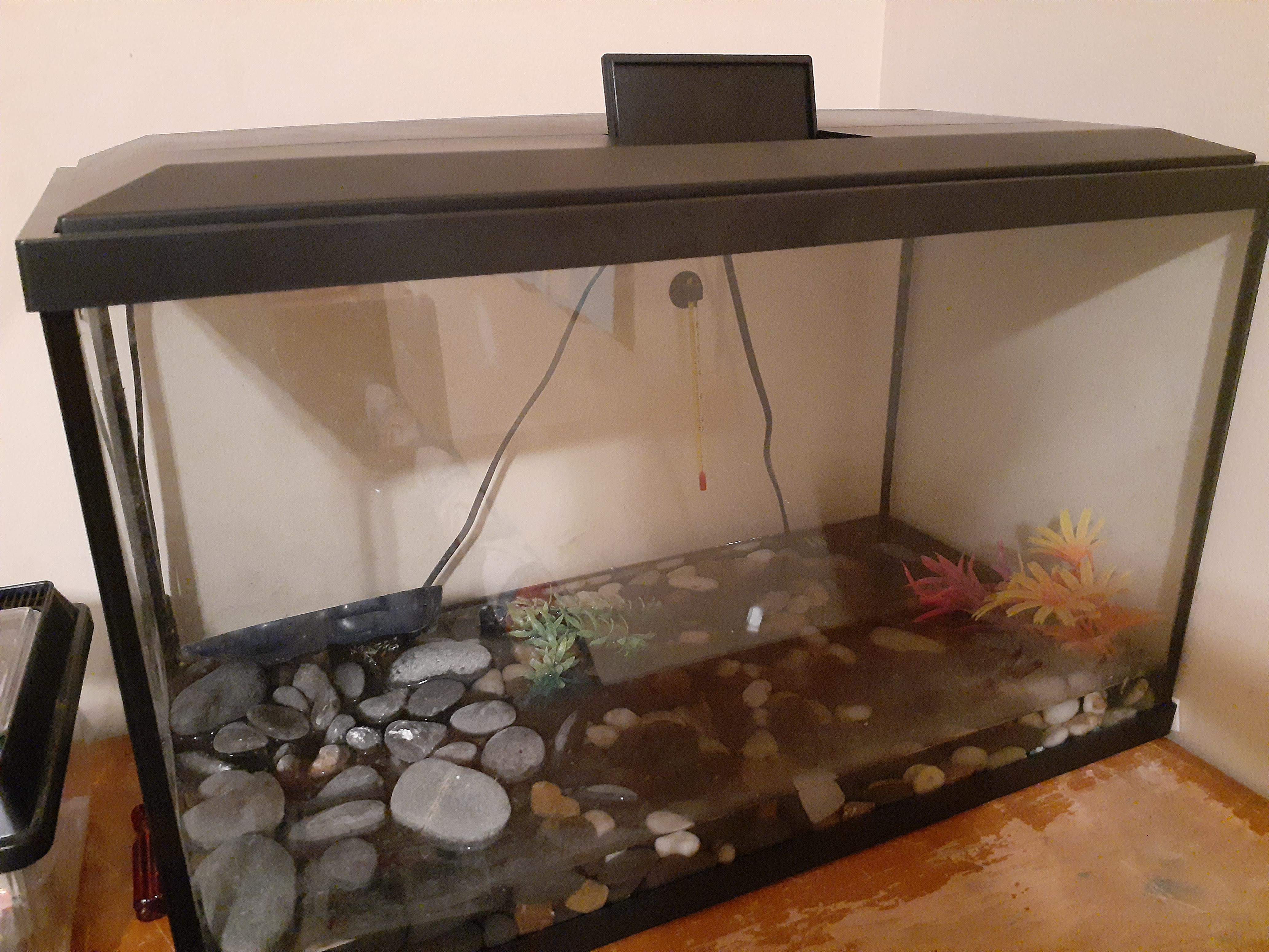 Alright, so I'm going to get a new green tree frog. Can they live in a