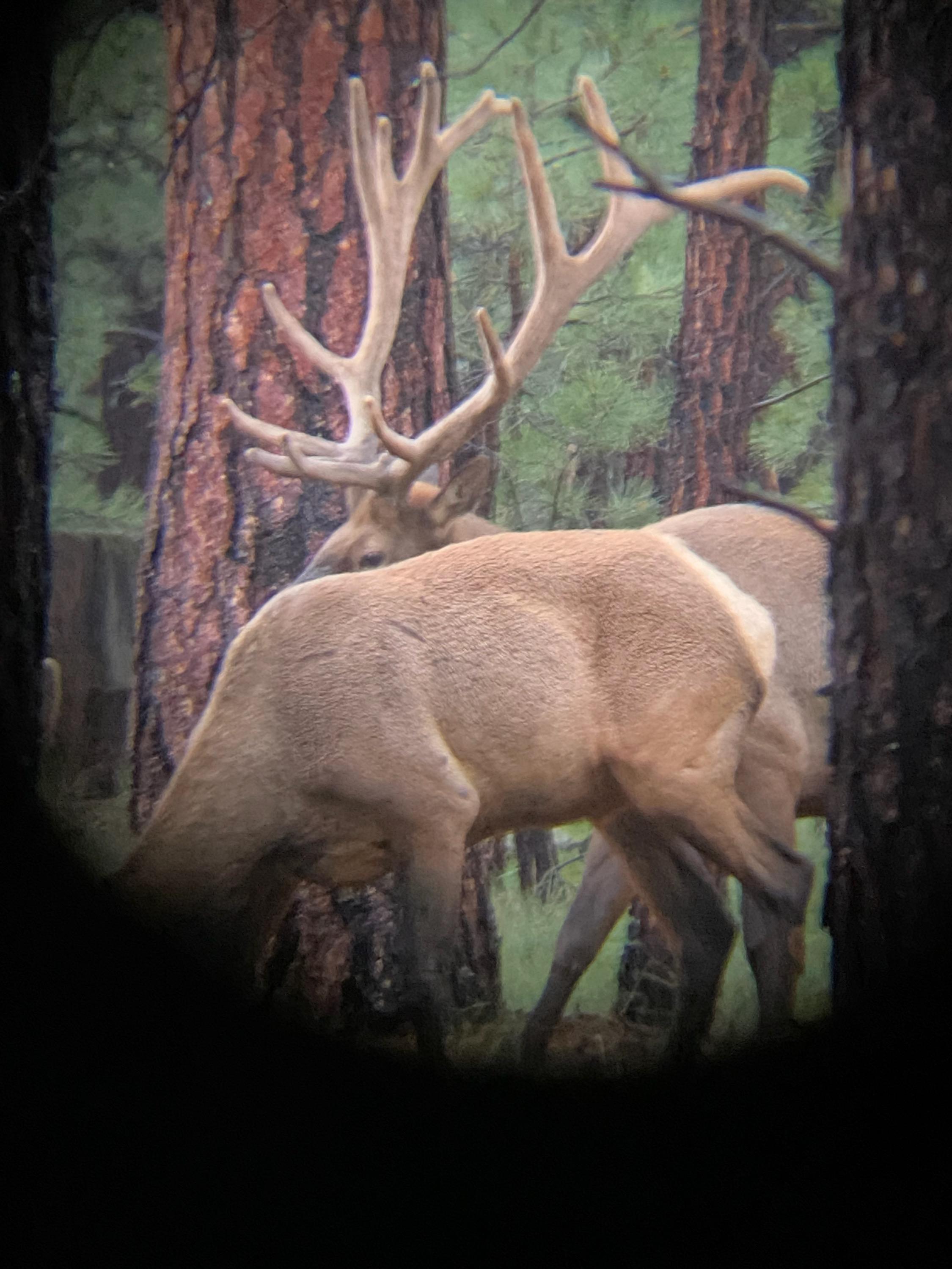 Antler growth looks great this year in Arizona r/elkhunting