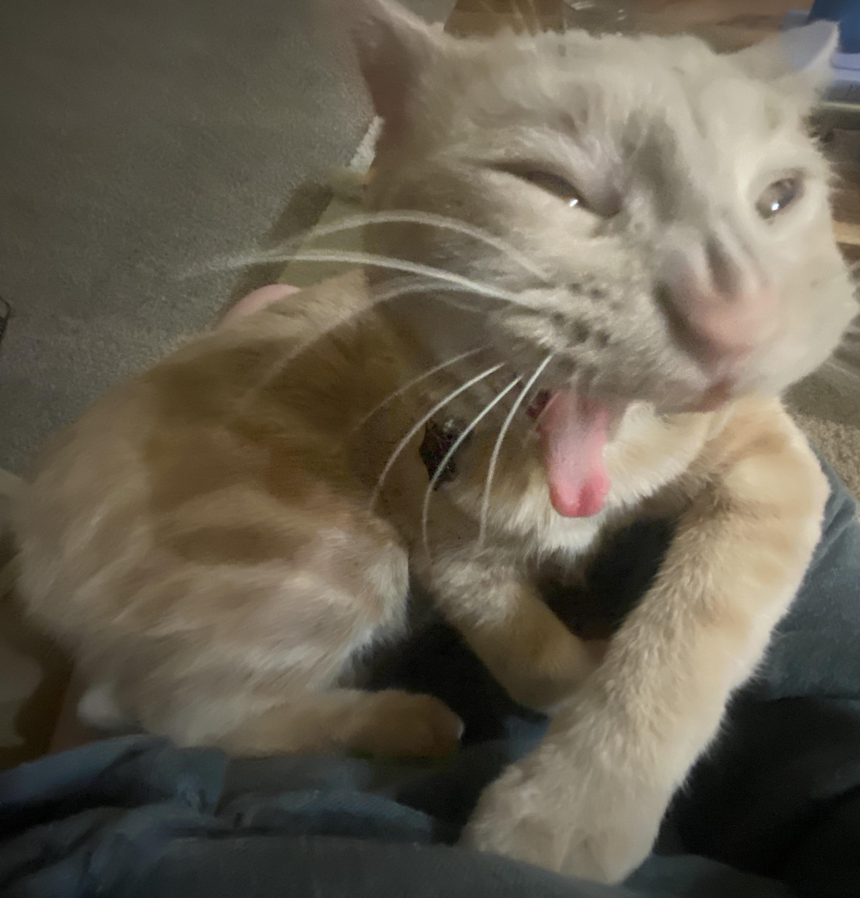 “The dog ate your food” r/aww