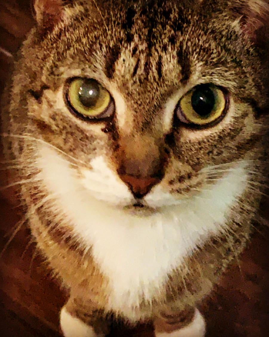 My cat Ashes photographs