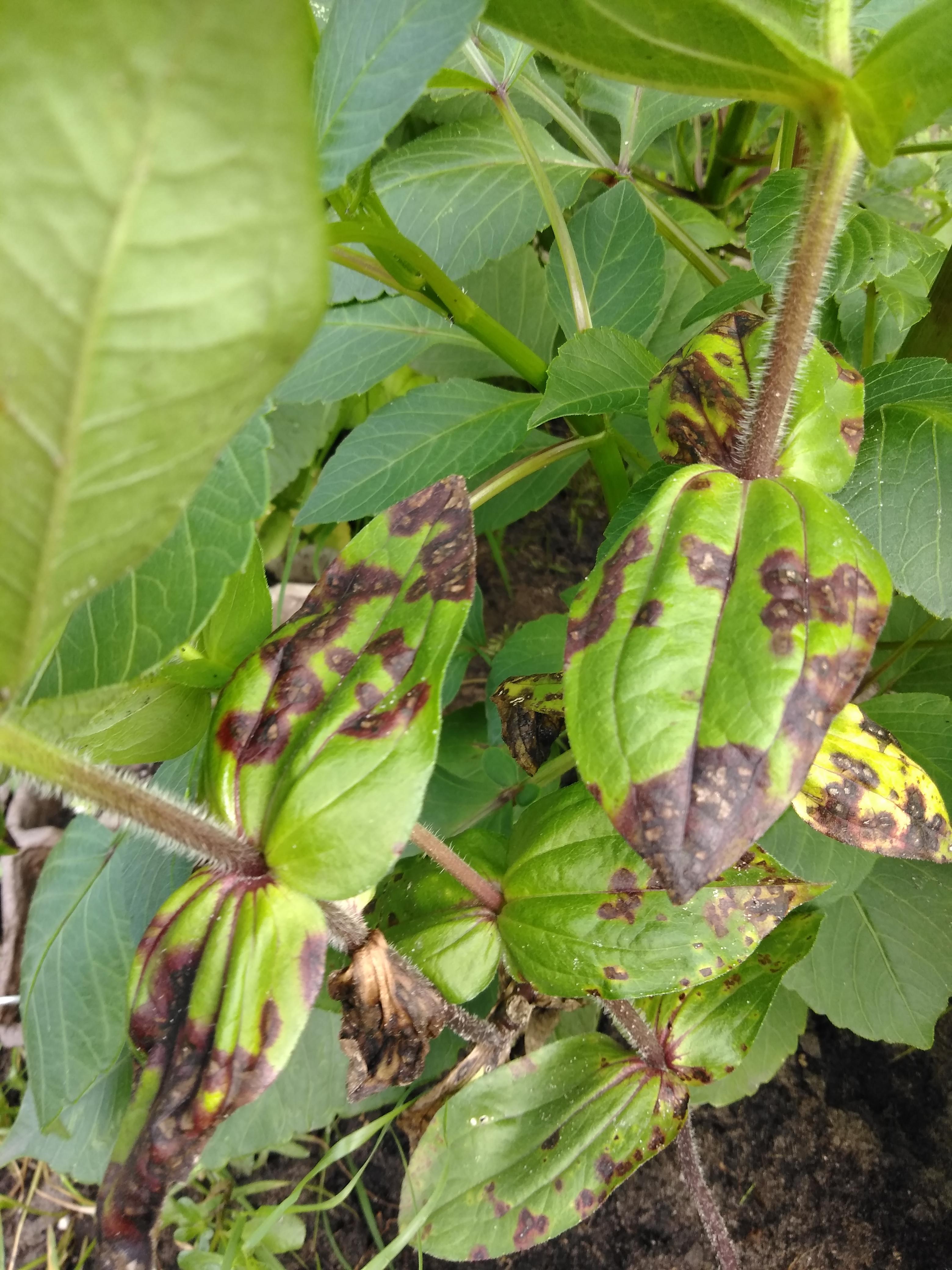 Whats wrong with my zinnias? r/gardening