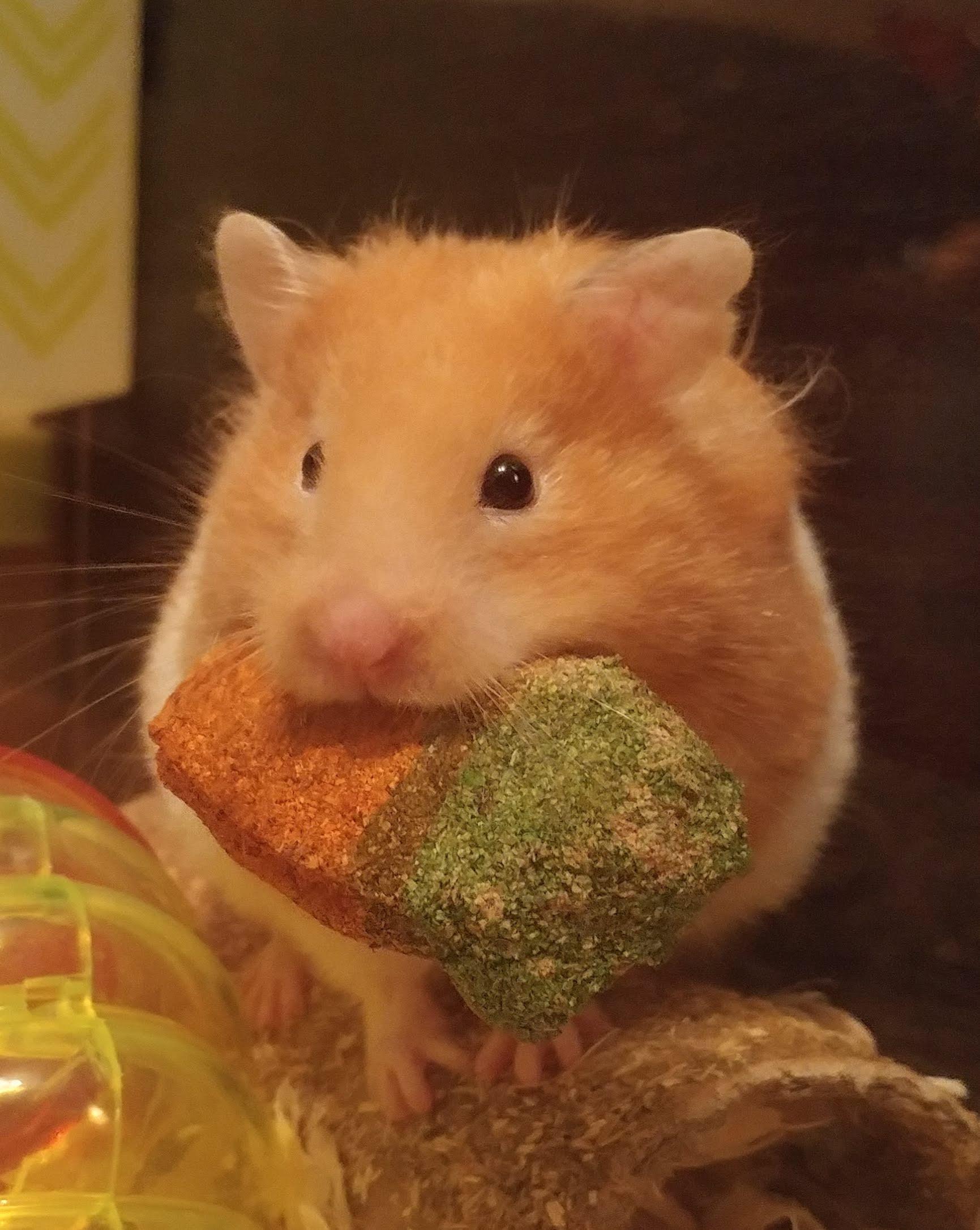 My hamster Honey. Aka Honey Ham . r/hamsters