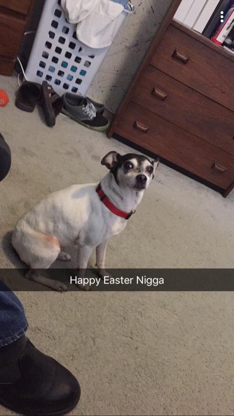 My dog died last night in her sleep due to old age. This was a year ago