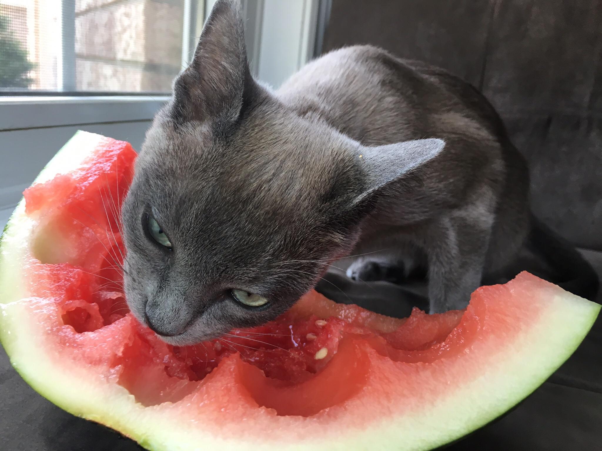 Cat Eating Watermelon