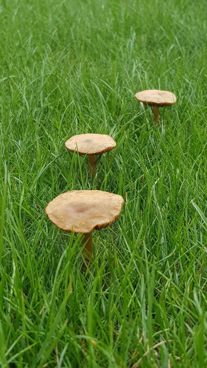 Growing on my new turf UK. r/Mushrooms