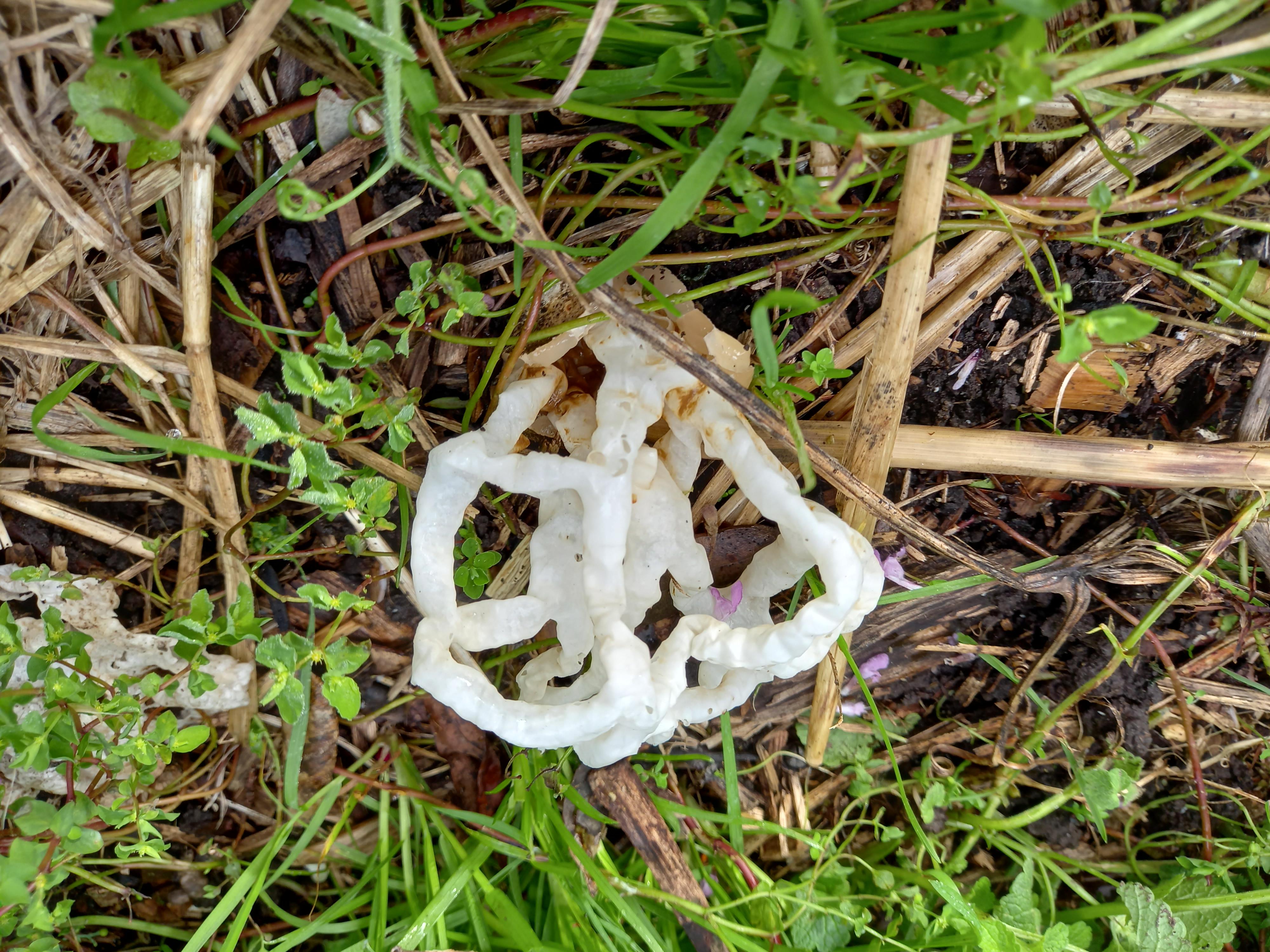 no politics...Basket Fungi in my front garden r/newzealand
