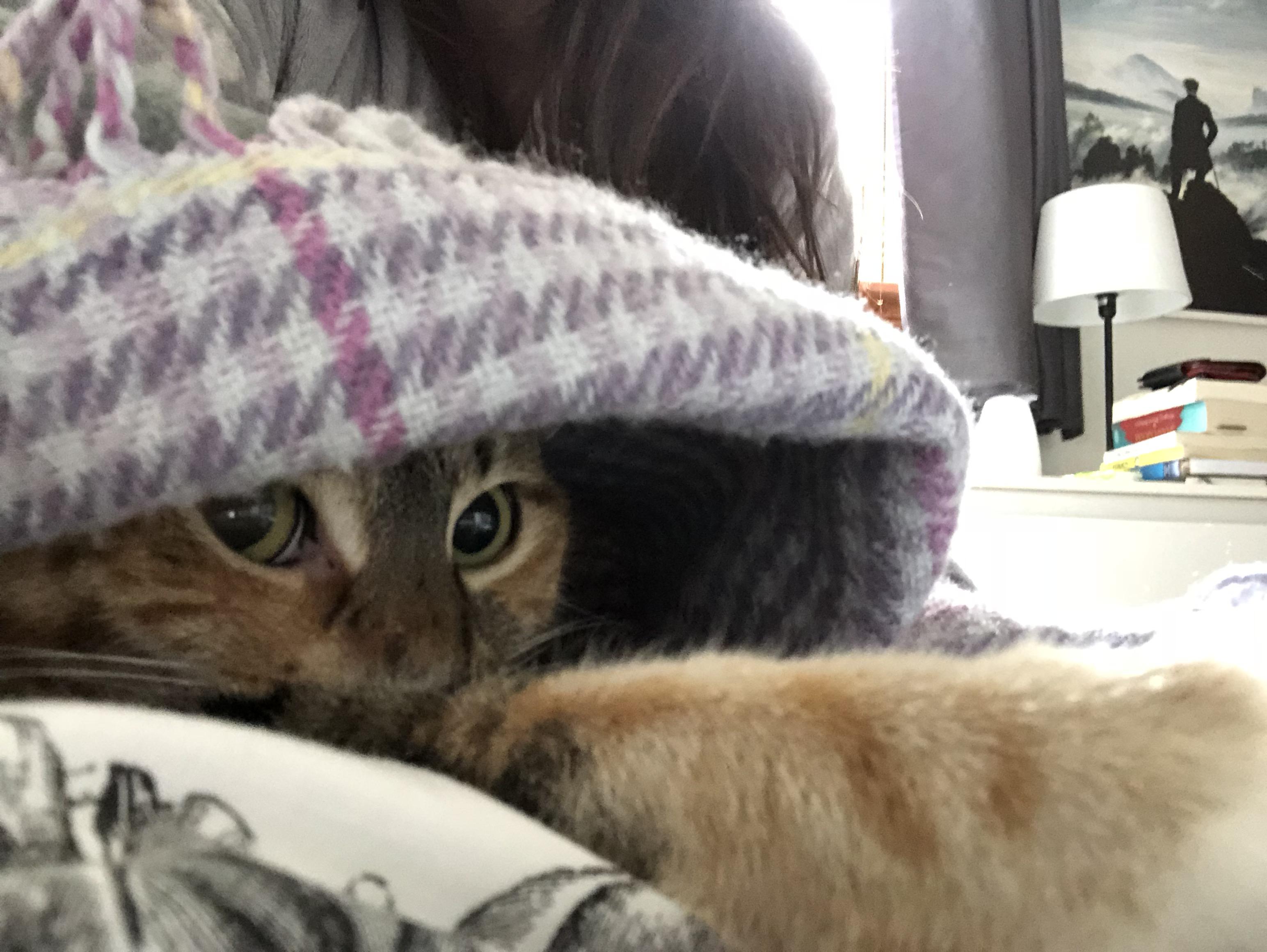 Kitteh likes to burrow under the blankets with one paw out. r