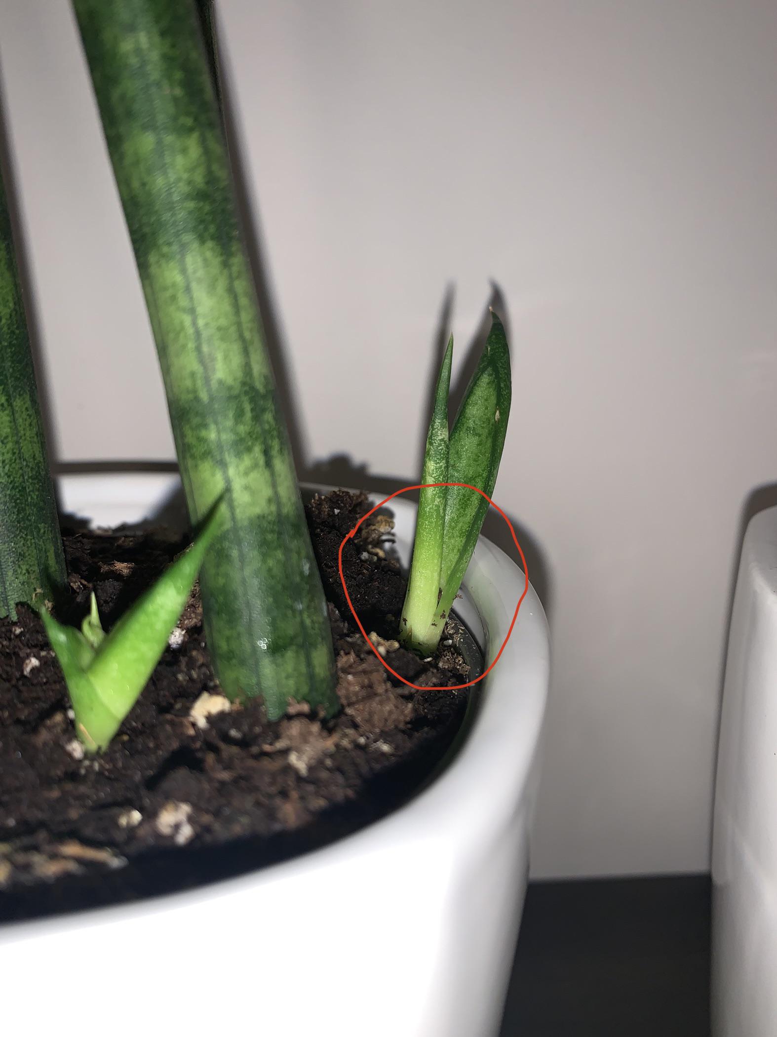 Question about snake plant pups! The base seems to be a lot lighter