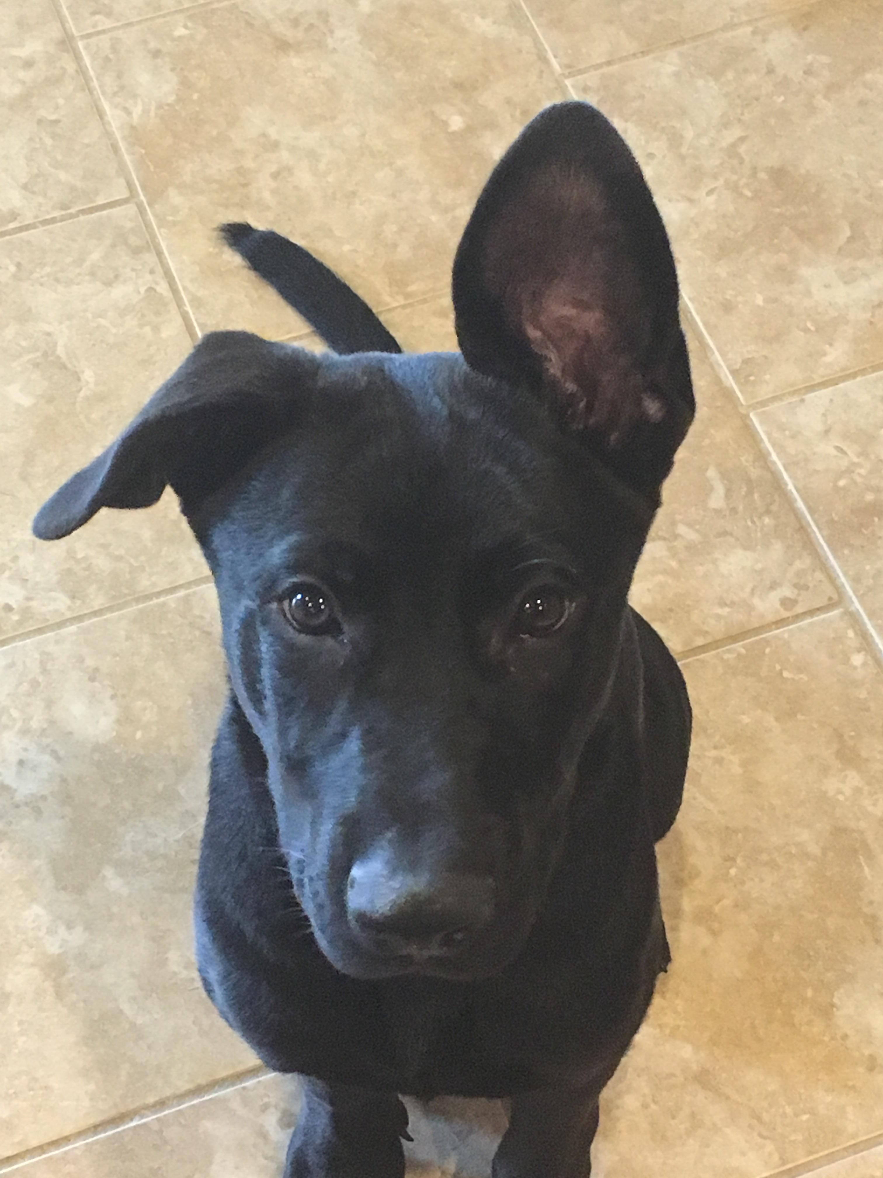 Joy's ears are caught up in the Shepherd vs Lab battle at 5mos