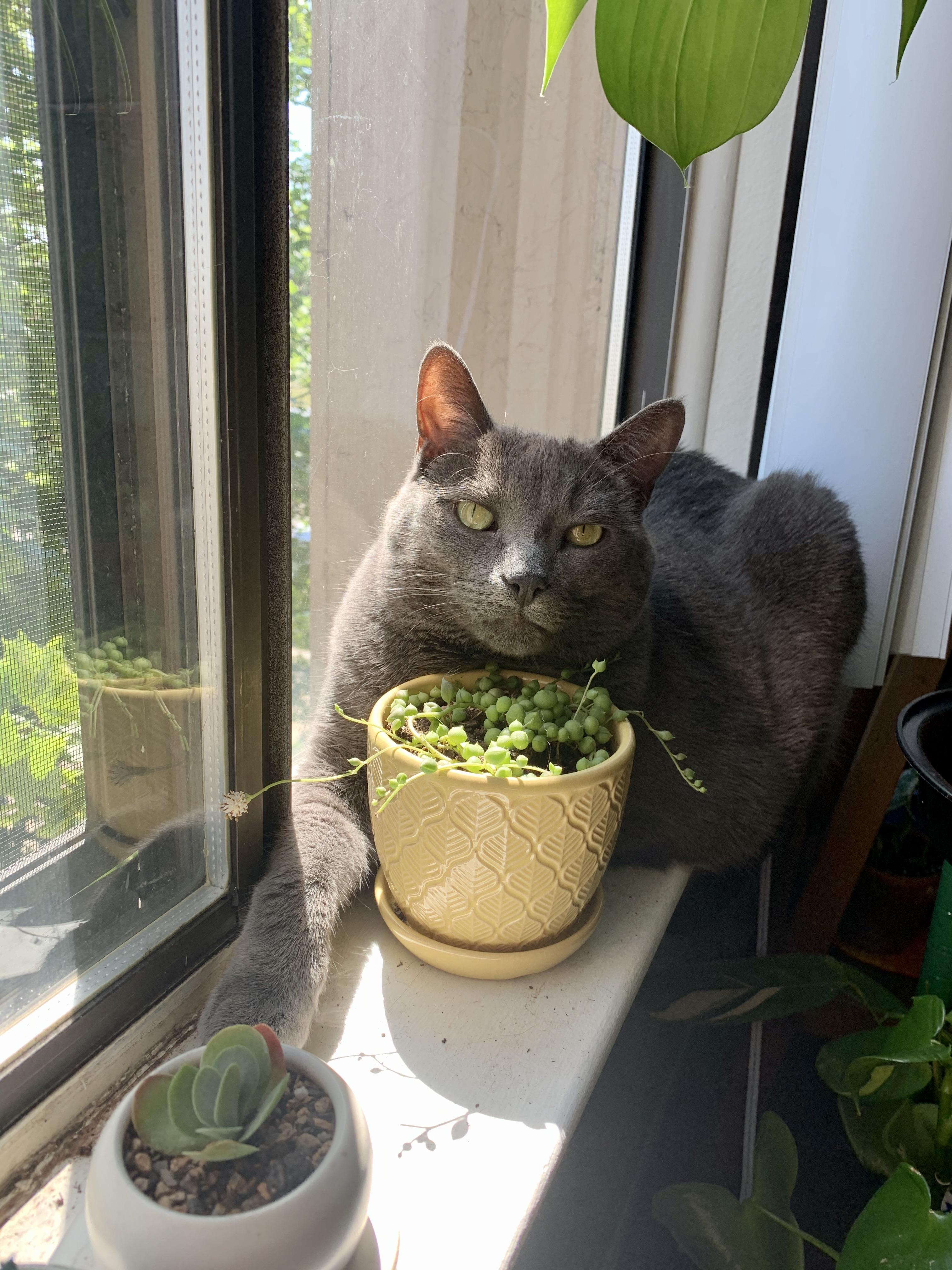 Cat plus string of pearls blooming r/houseplants