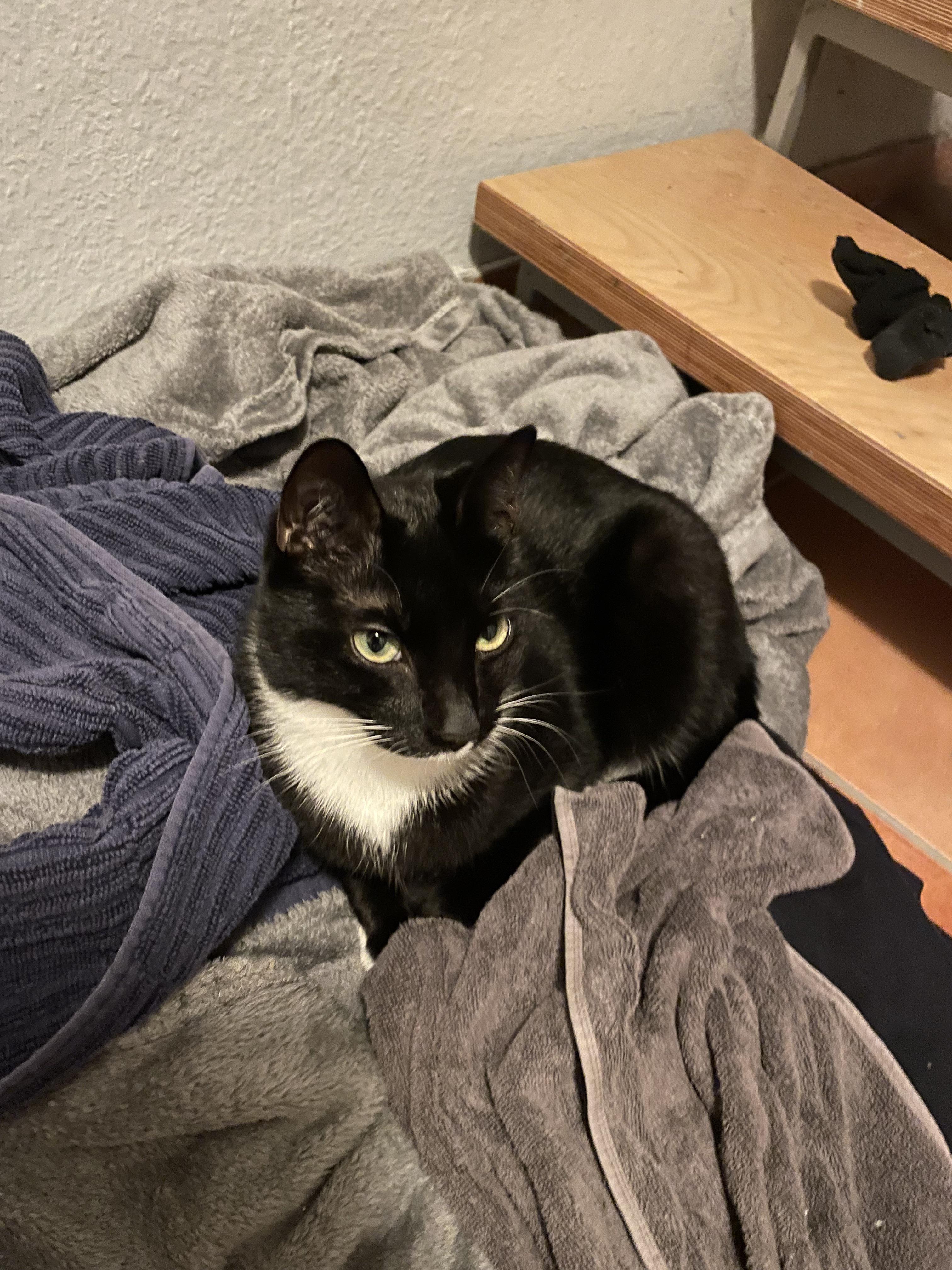 Help needed. My 1 Year old cat ran out and we can’t find him. He is an indoor cat and he was