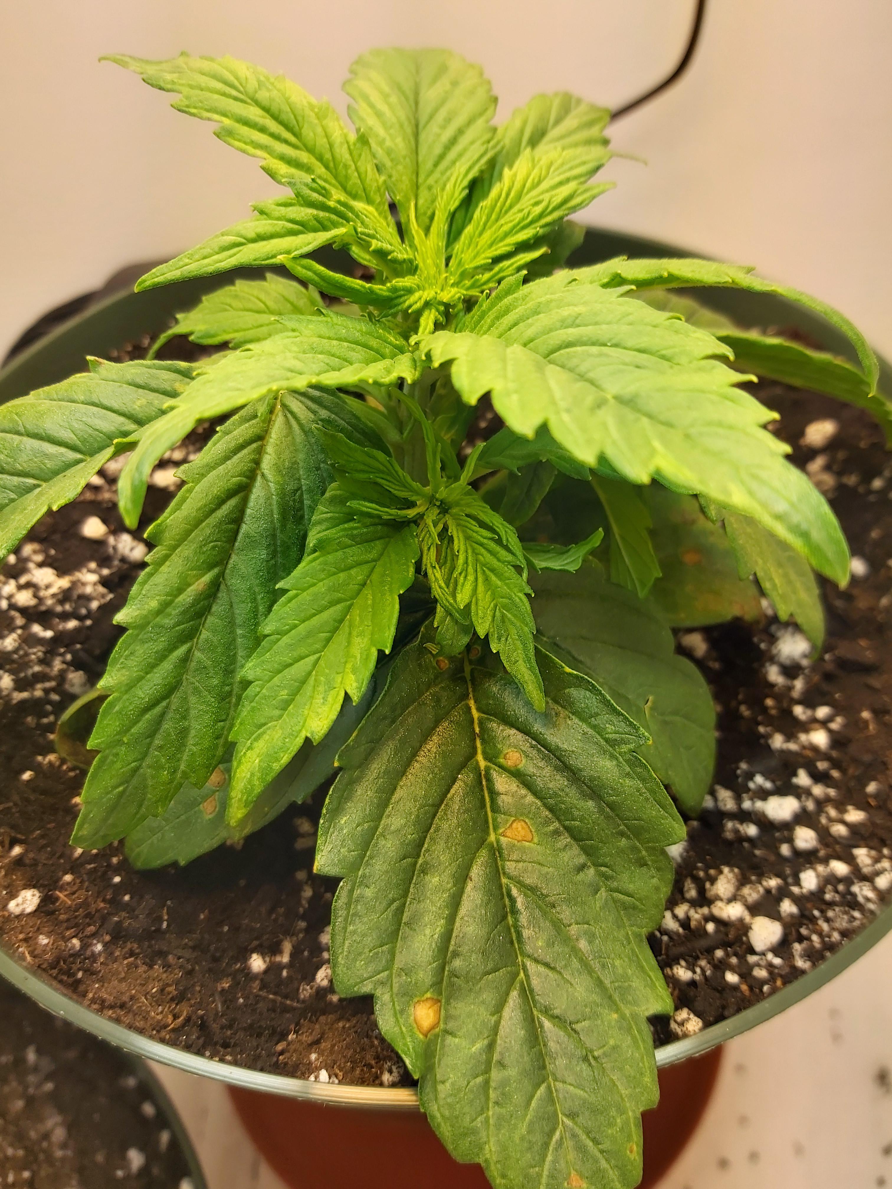 Northern Lights day 20. How is it looking? Autoflowers