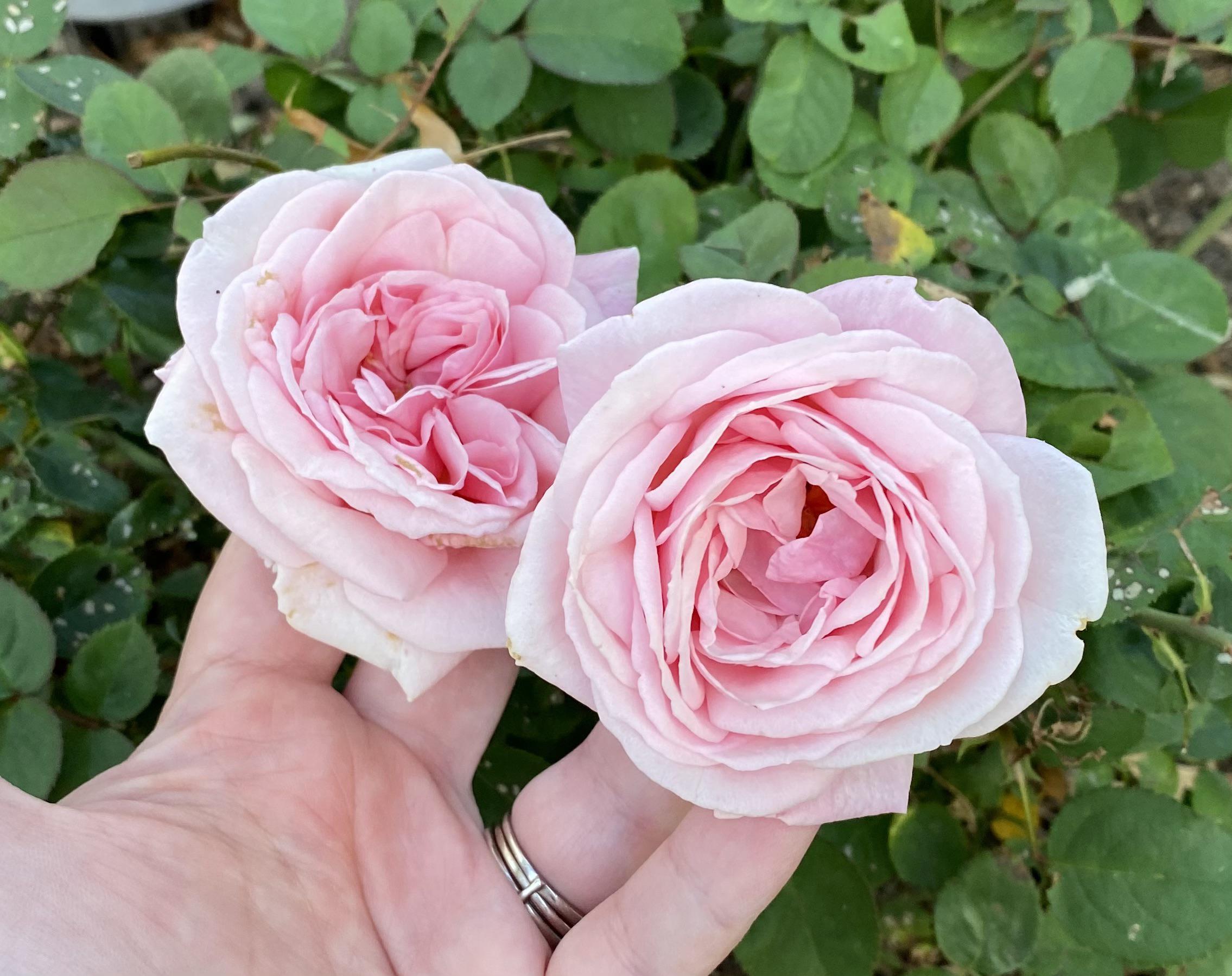 My half dead Home Depot clearance special rose bush turning into a